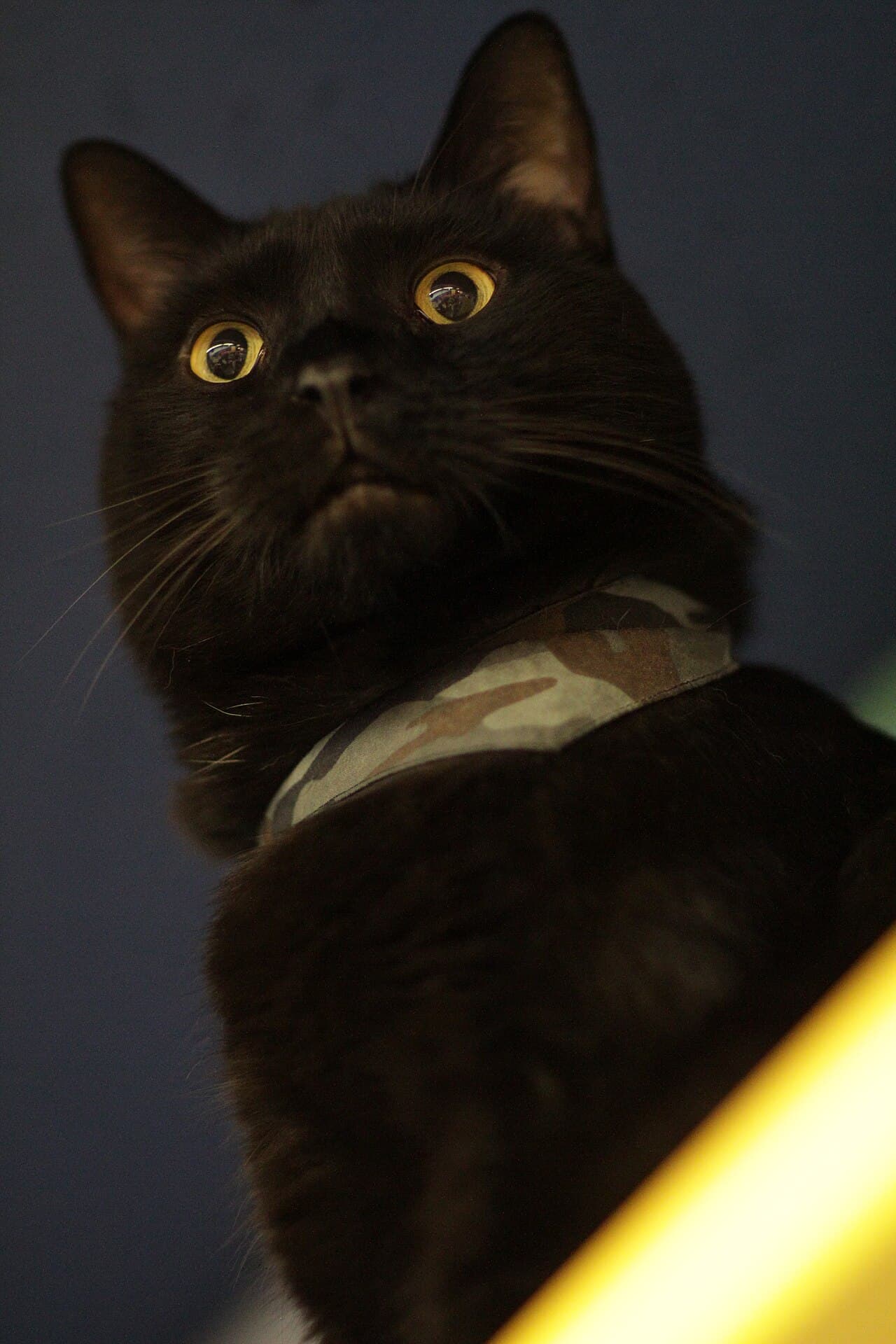 Munchkin cat