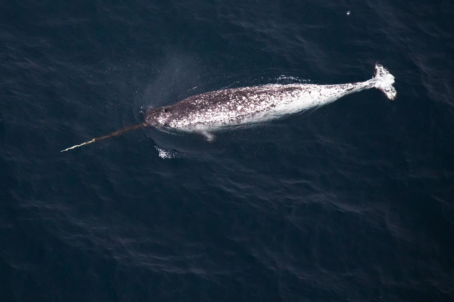 narwhal
