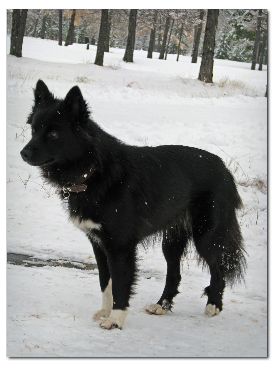 Nenets Herding Laika