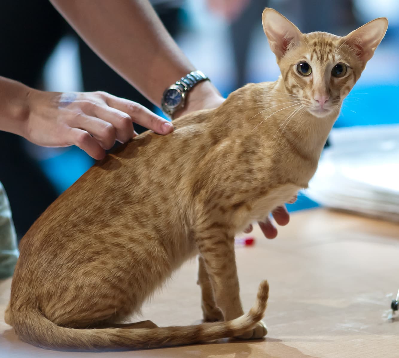 Oriental Shorthair