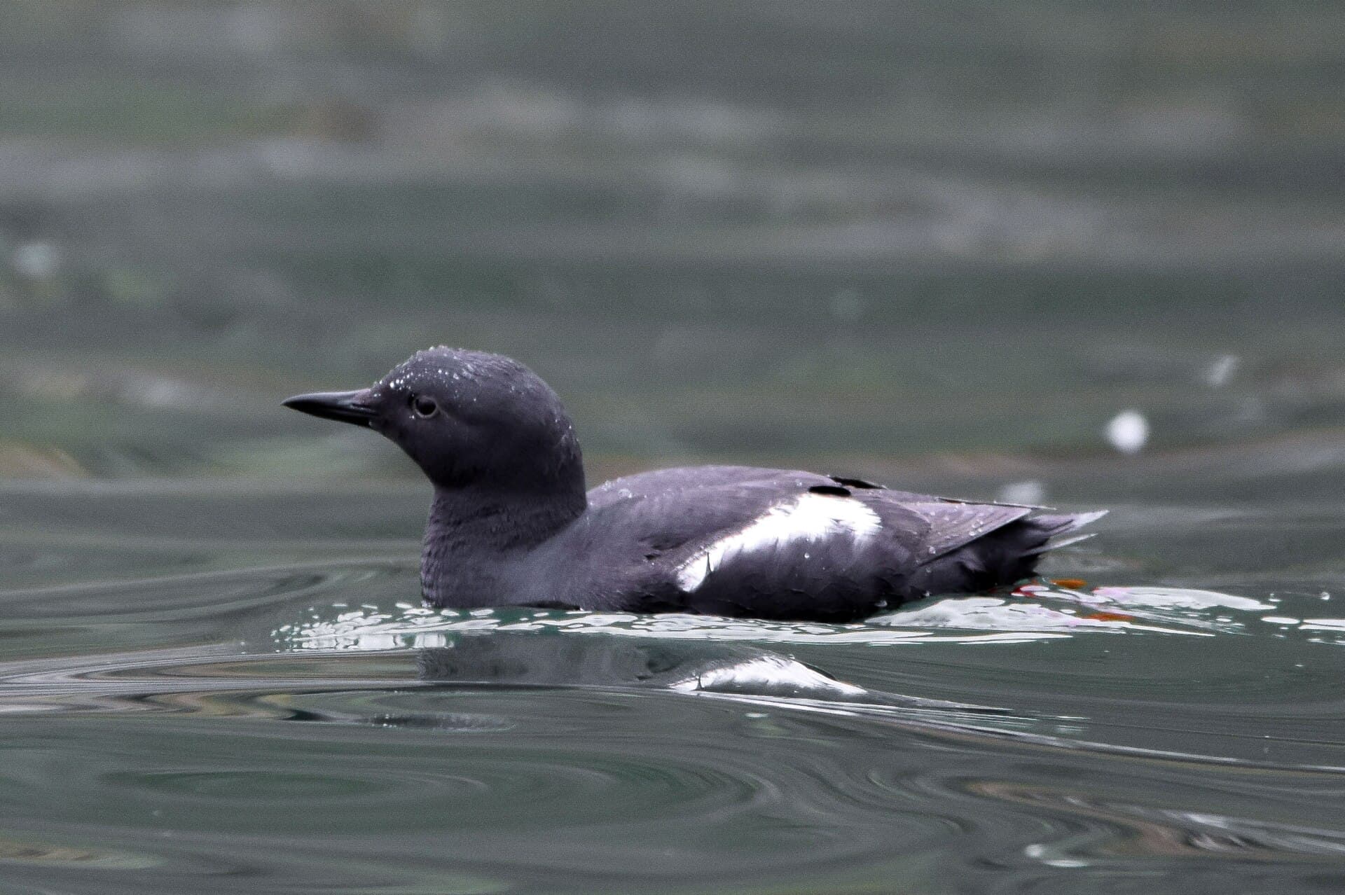 Pigeon Guillemot