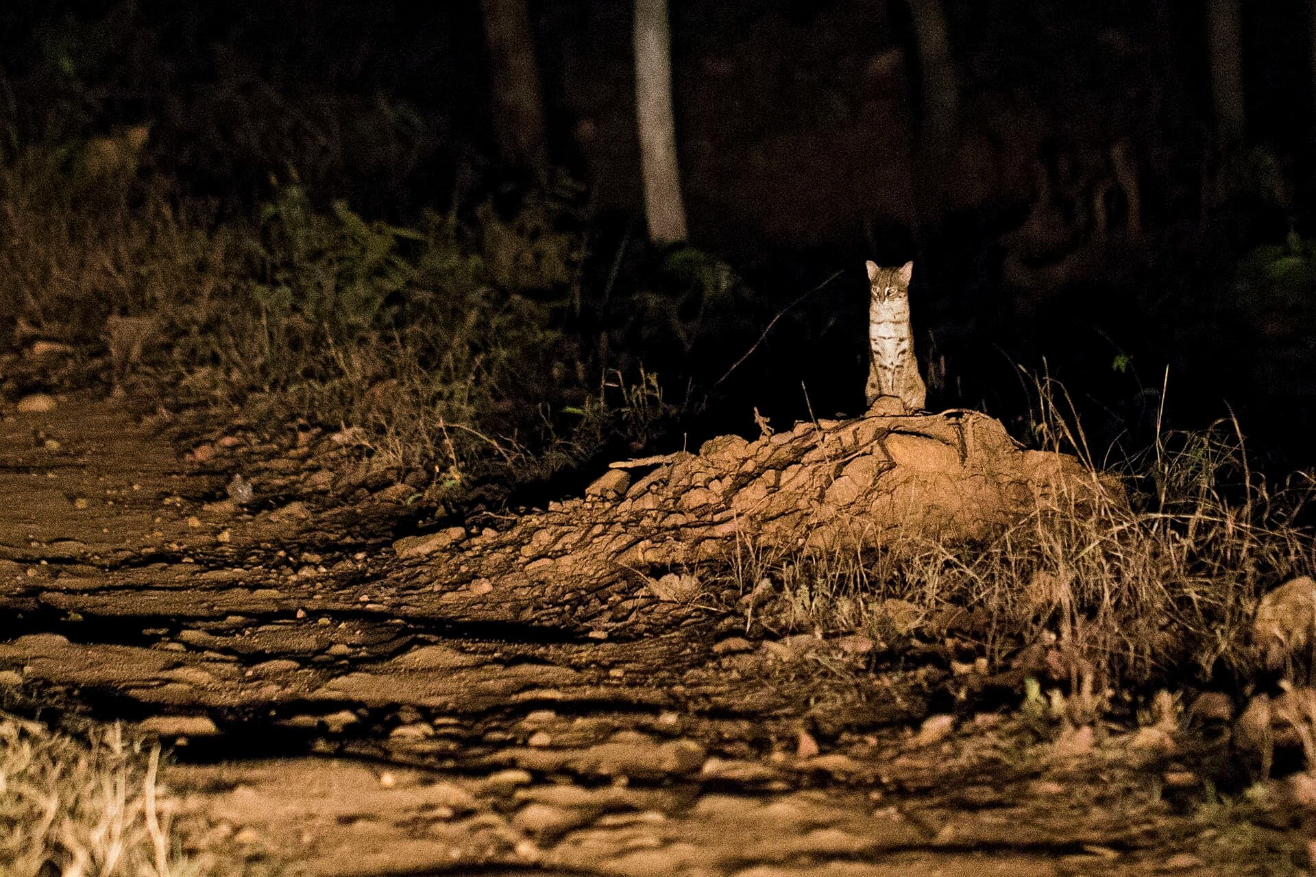 Rusty-spotted cat