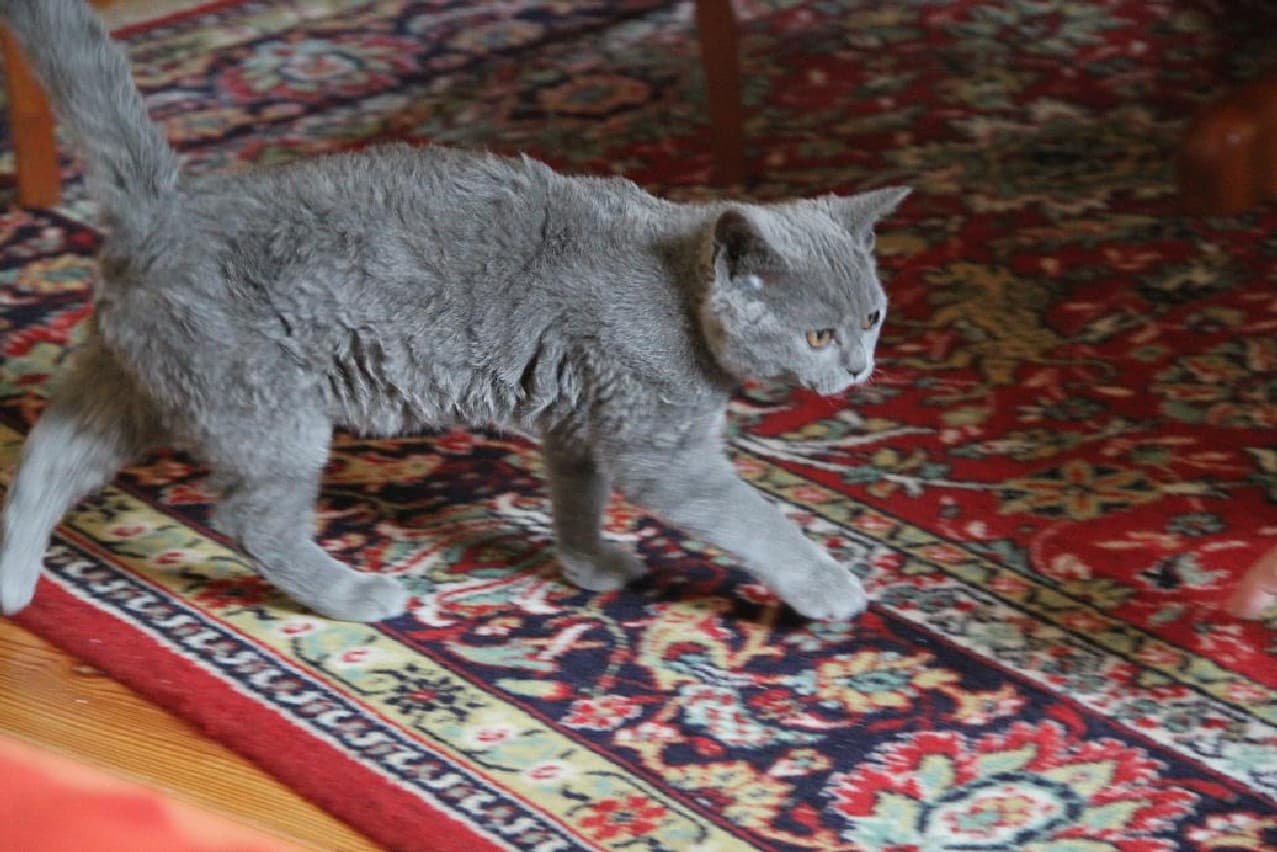 Selkirk Rex