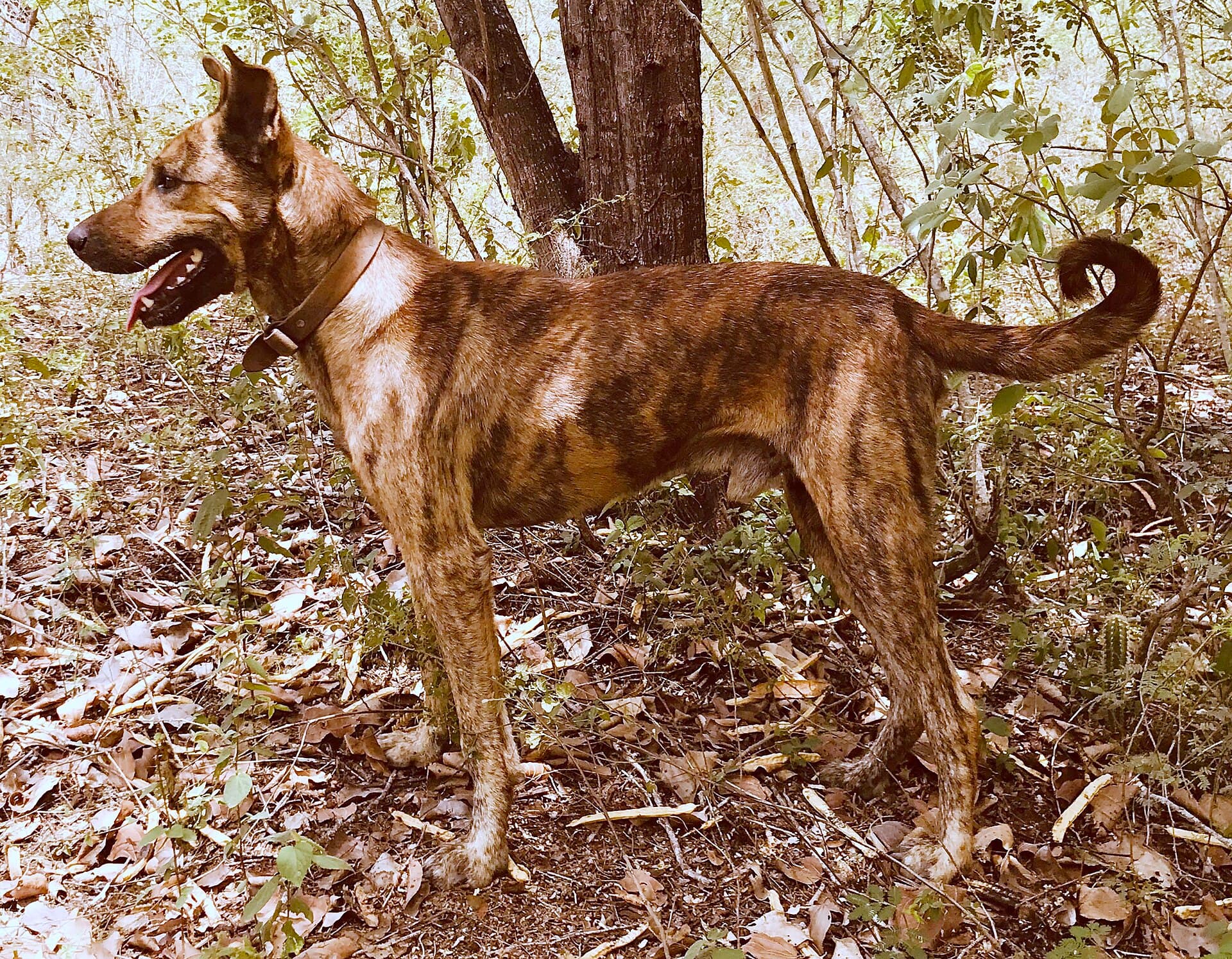 Sertanejo Dog