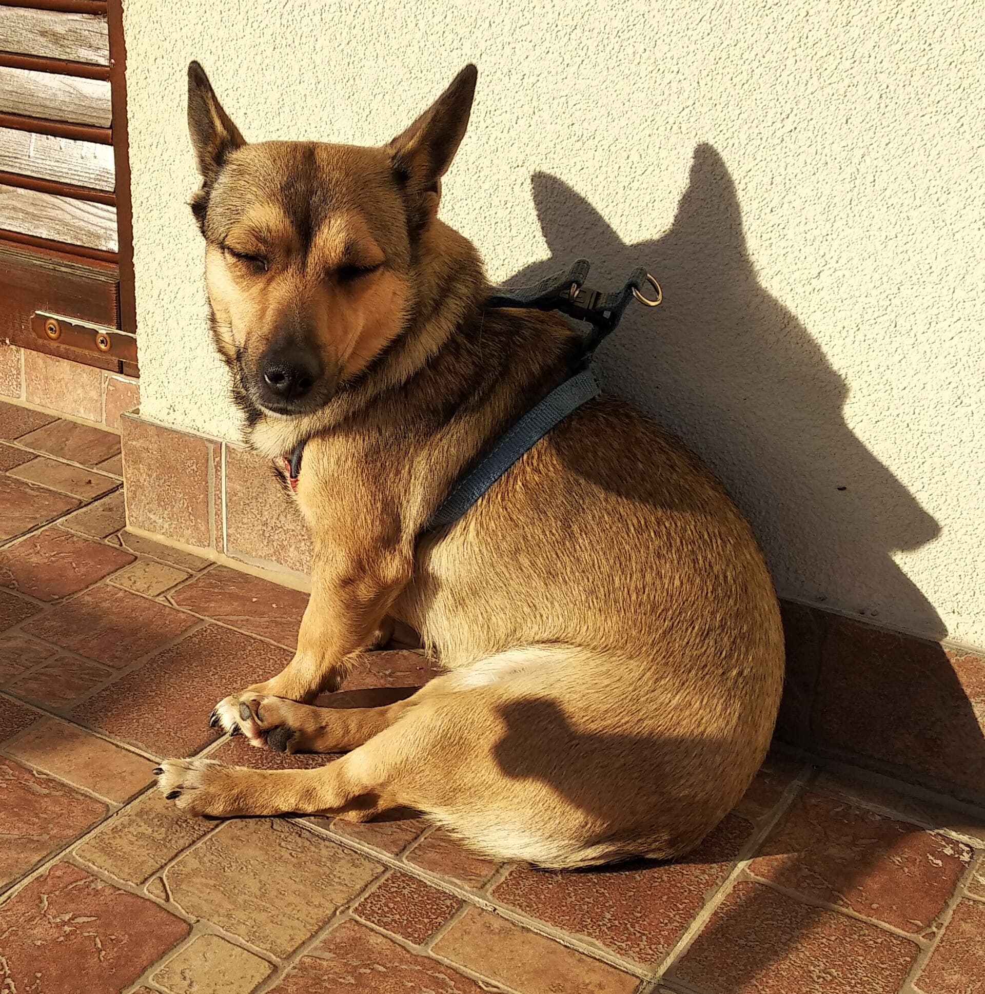 Small Međimurje Dog