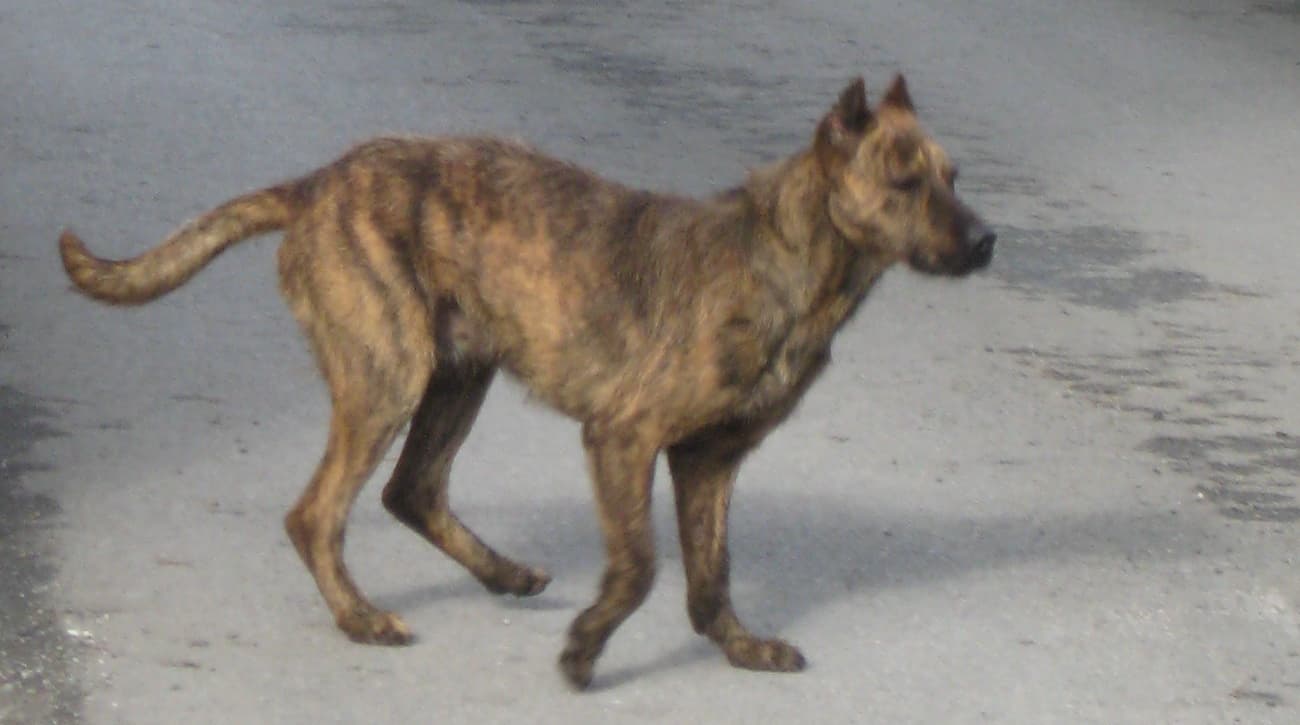 Villano de las Encartaciones