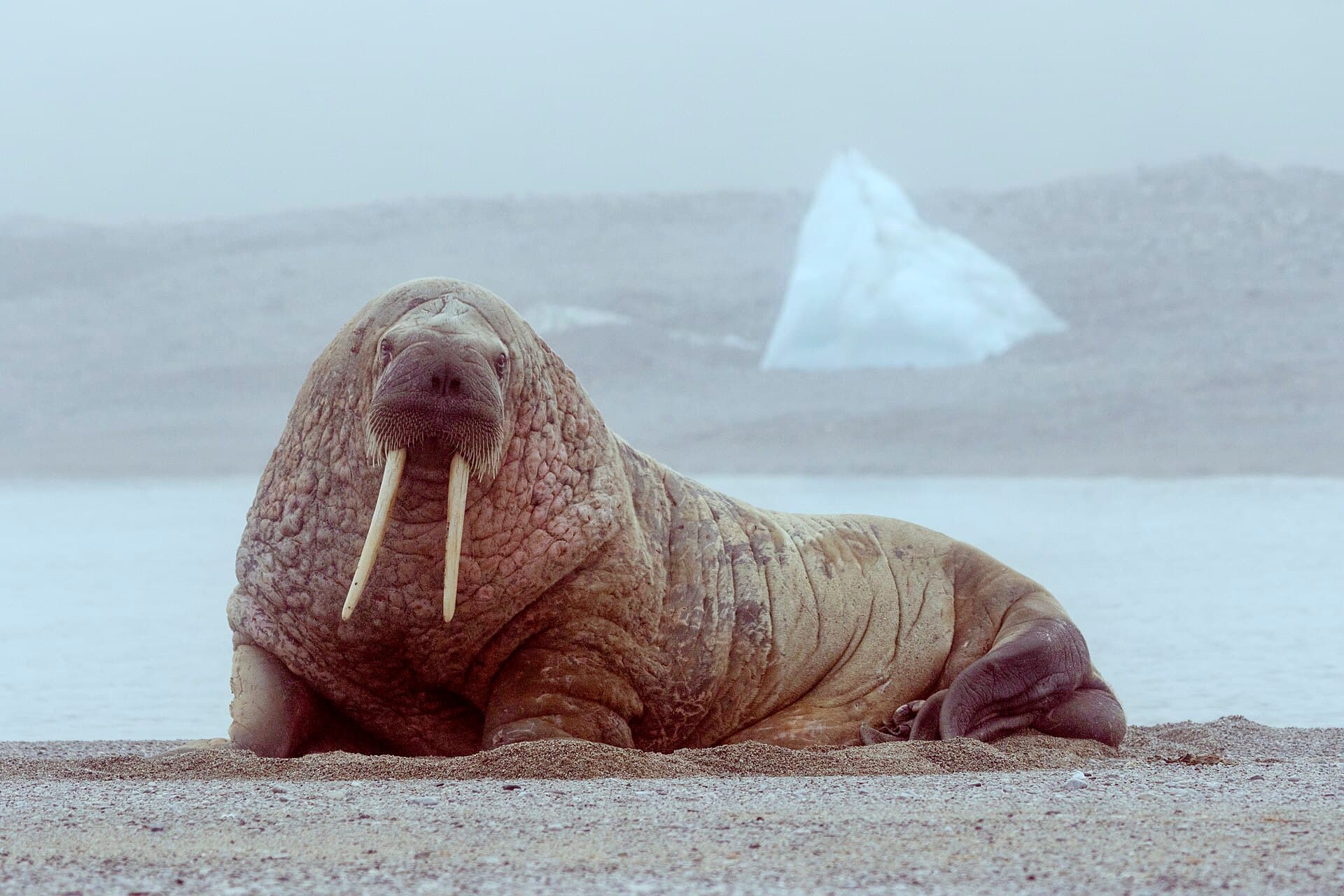 walrus
