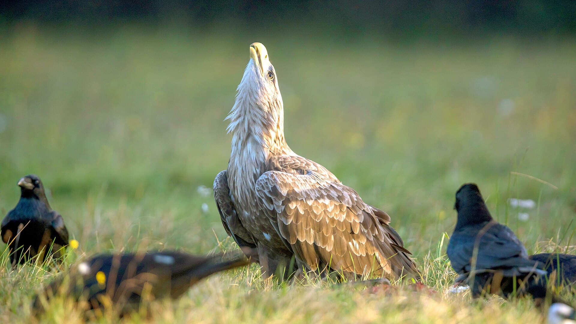 White-tailed Eagle