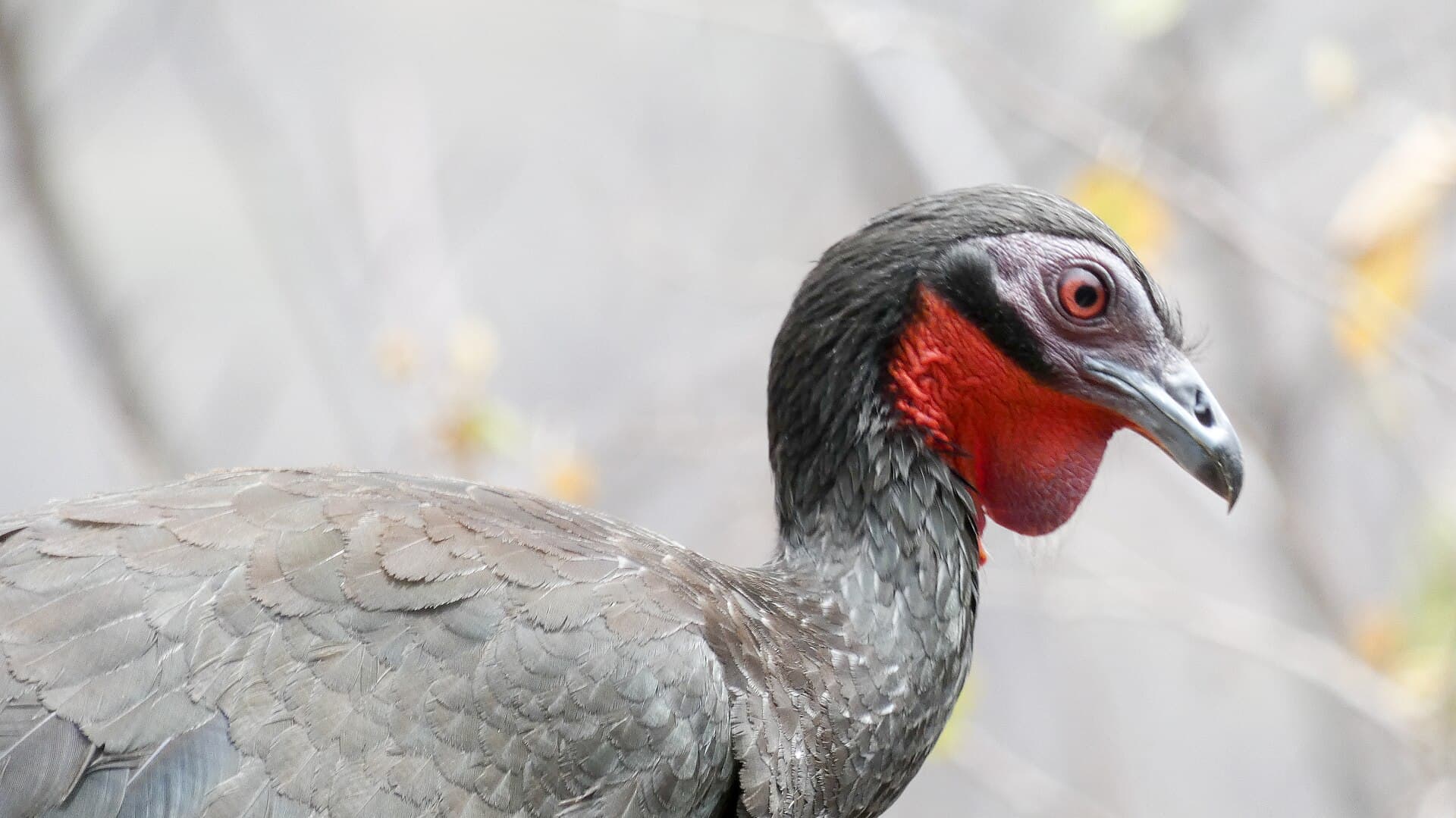White-winged Guan