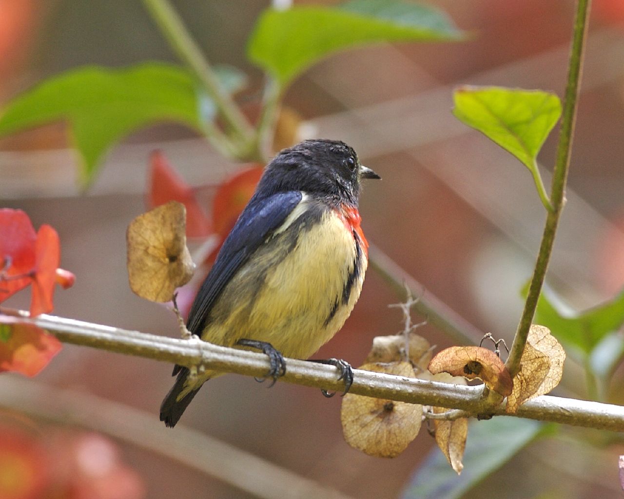 Blood-breasted Flowerpecker