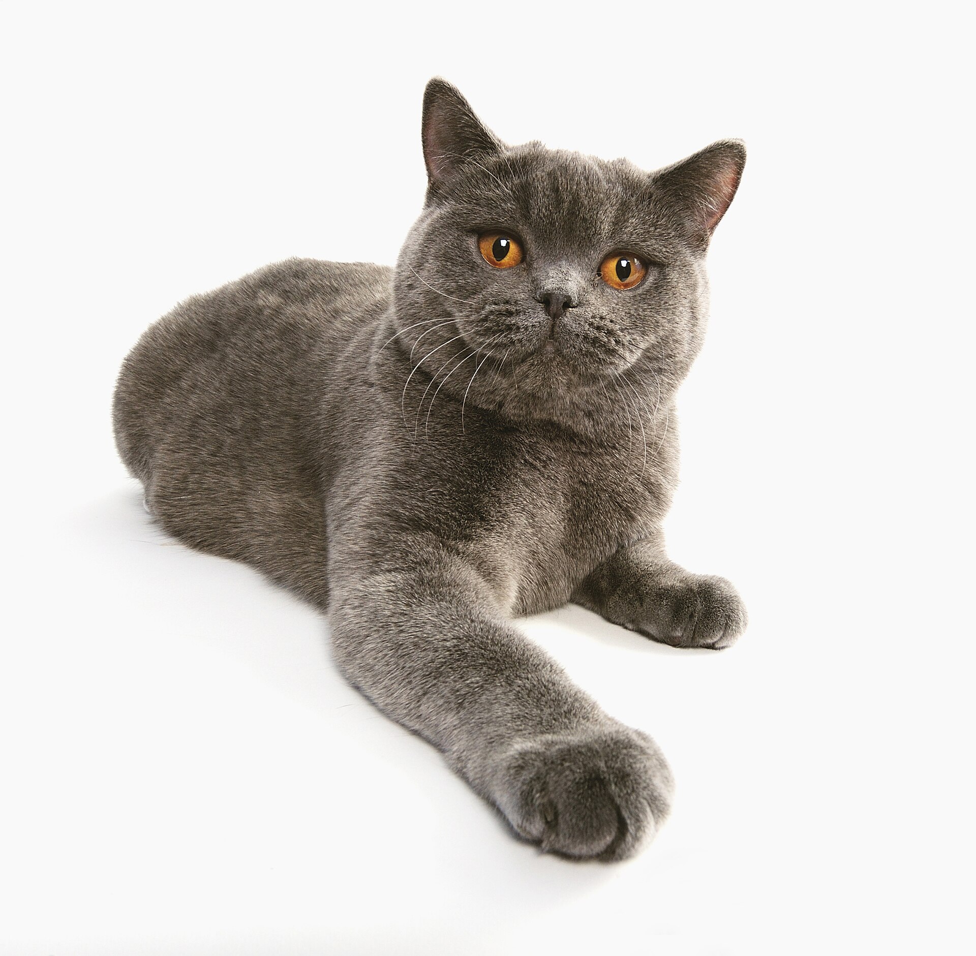 A silver British Shorthair cat sitting indoors