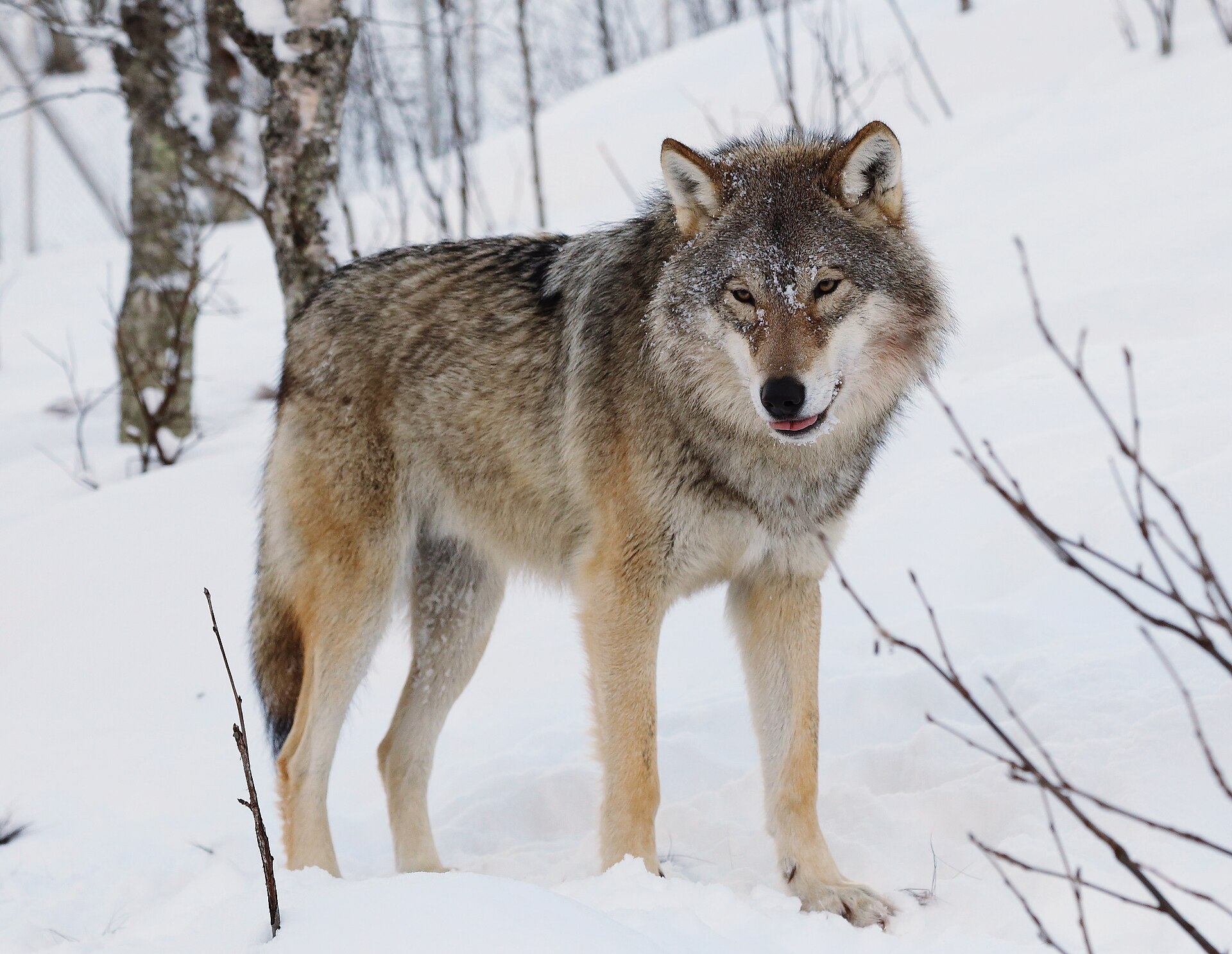 Canis lupus