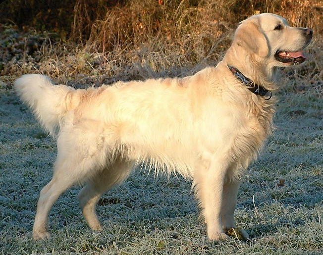 A golden retriever standing outdoors