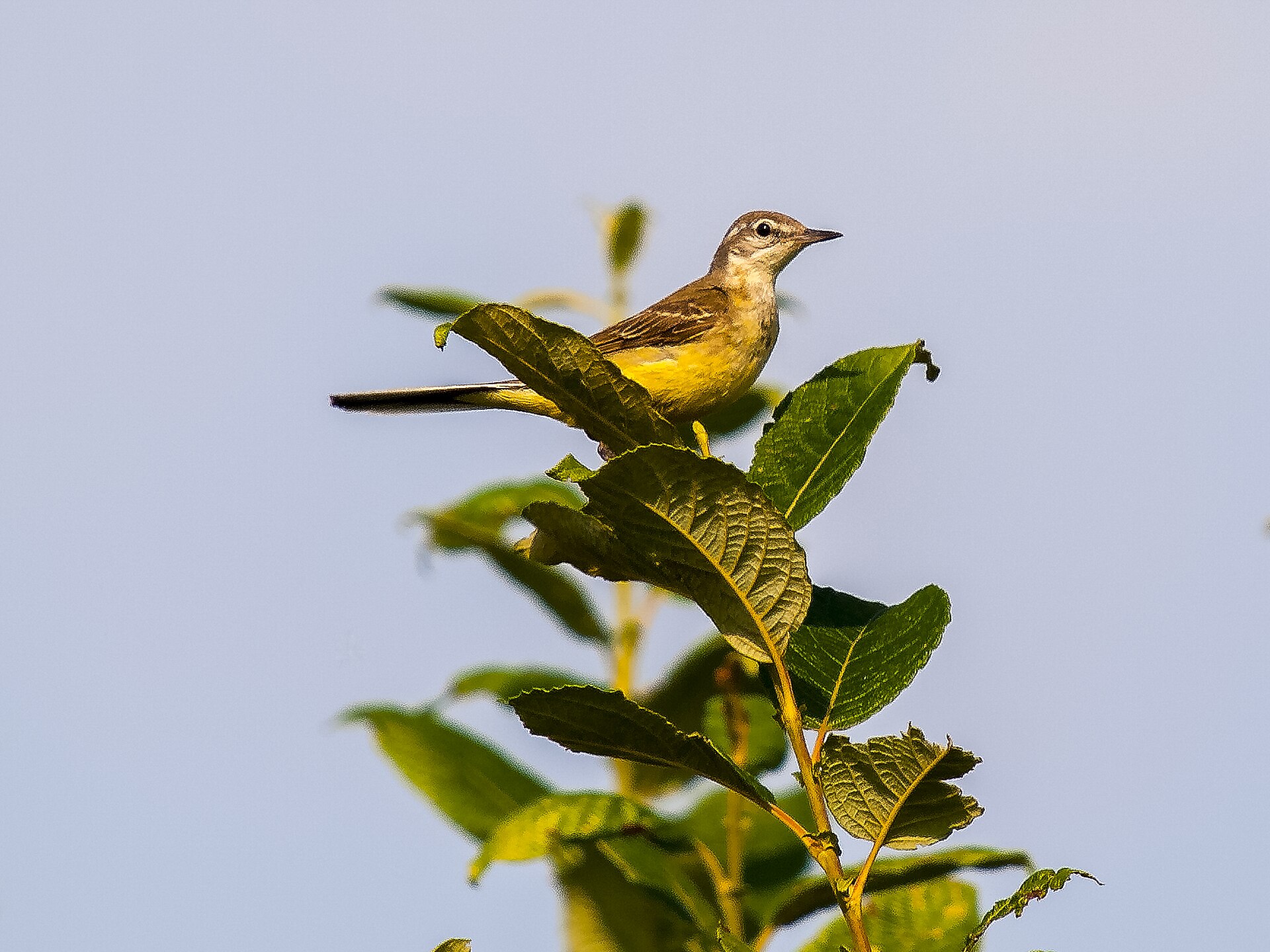 Motacilla flava