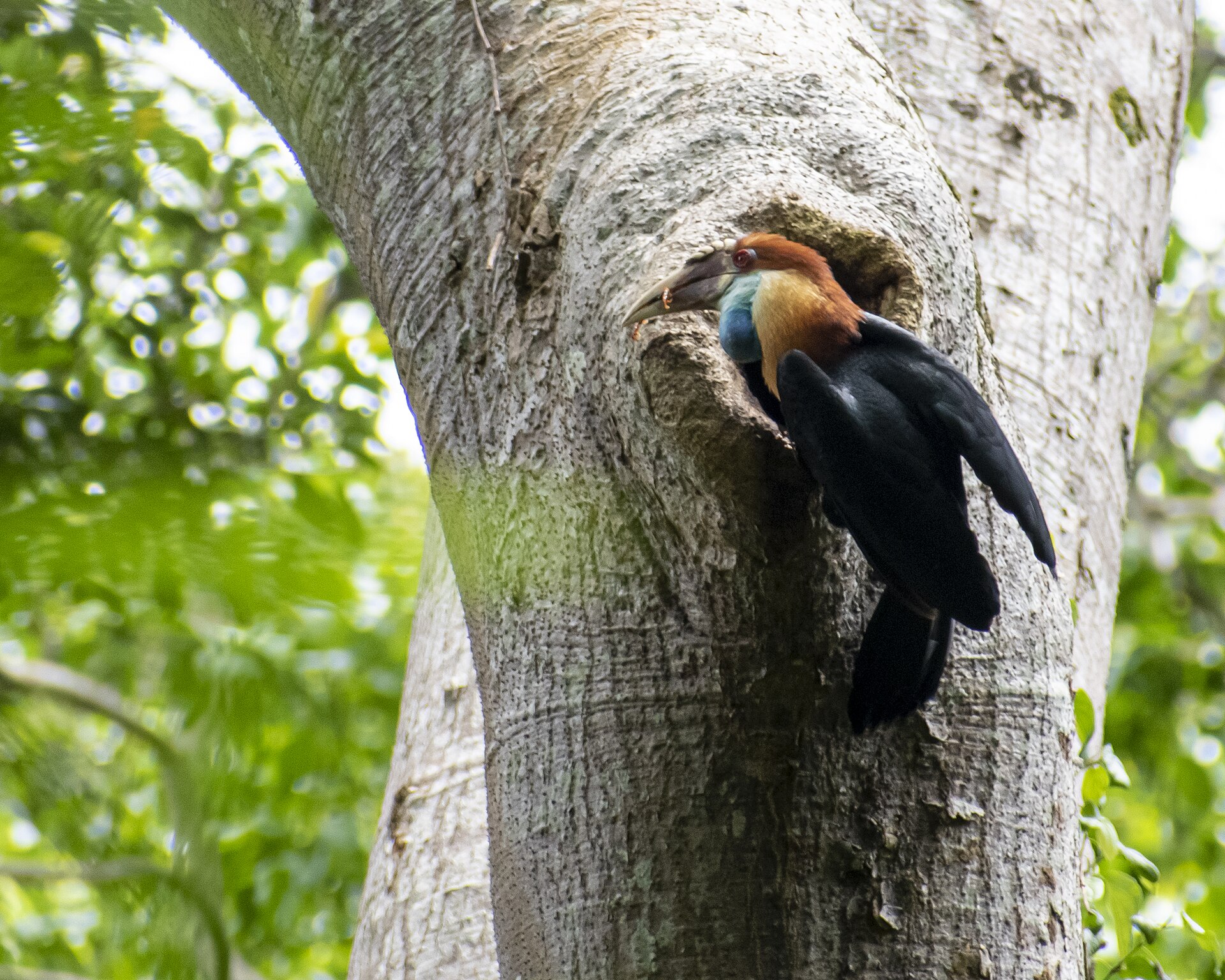 Sumba Hornbill