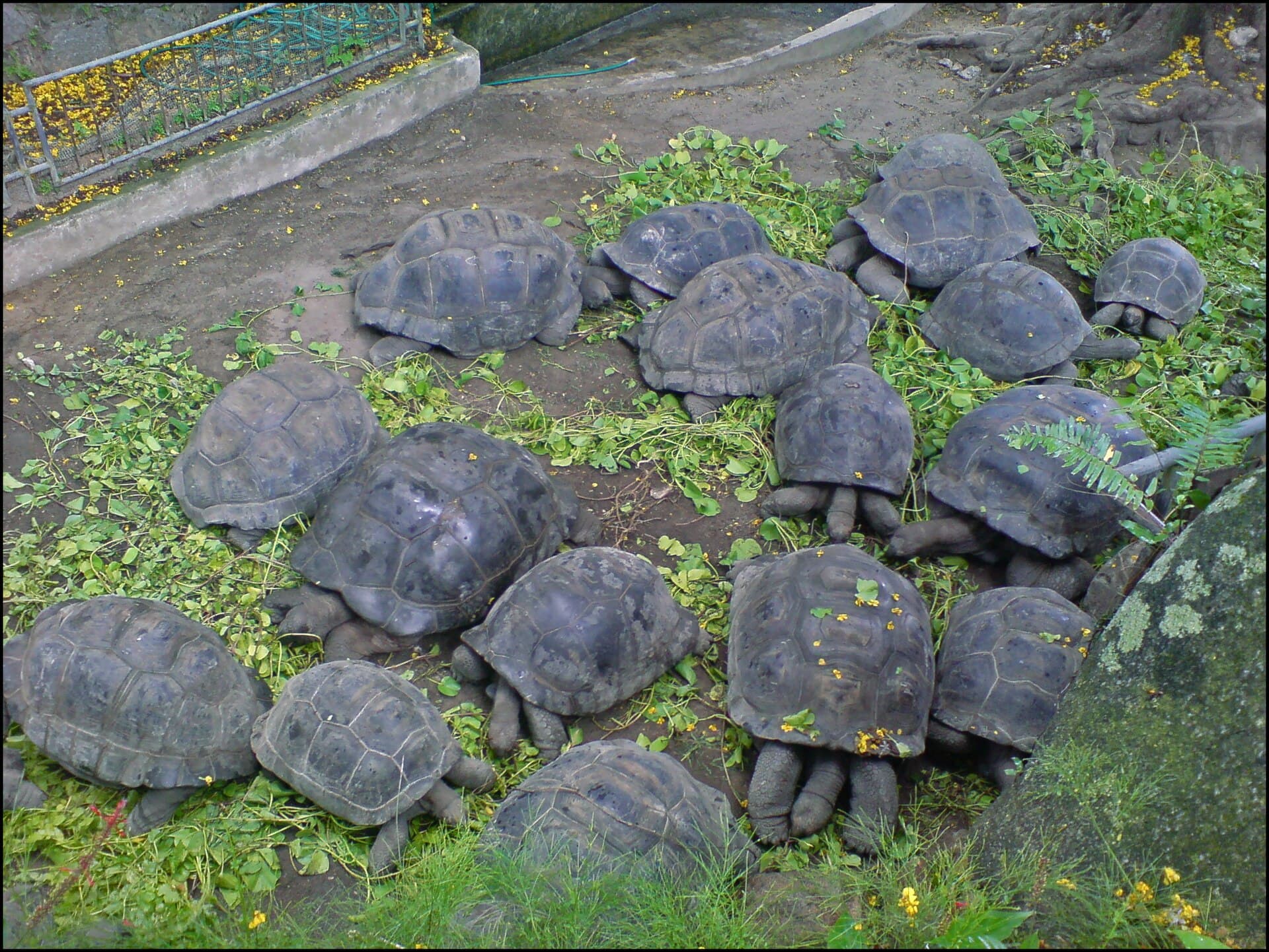 A group of Aldabra giant tortoises in the Seychelles