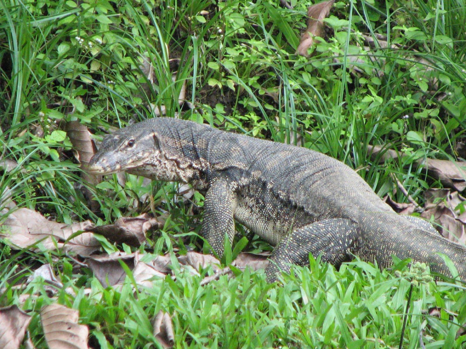 Asian water monitor