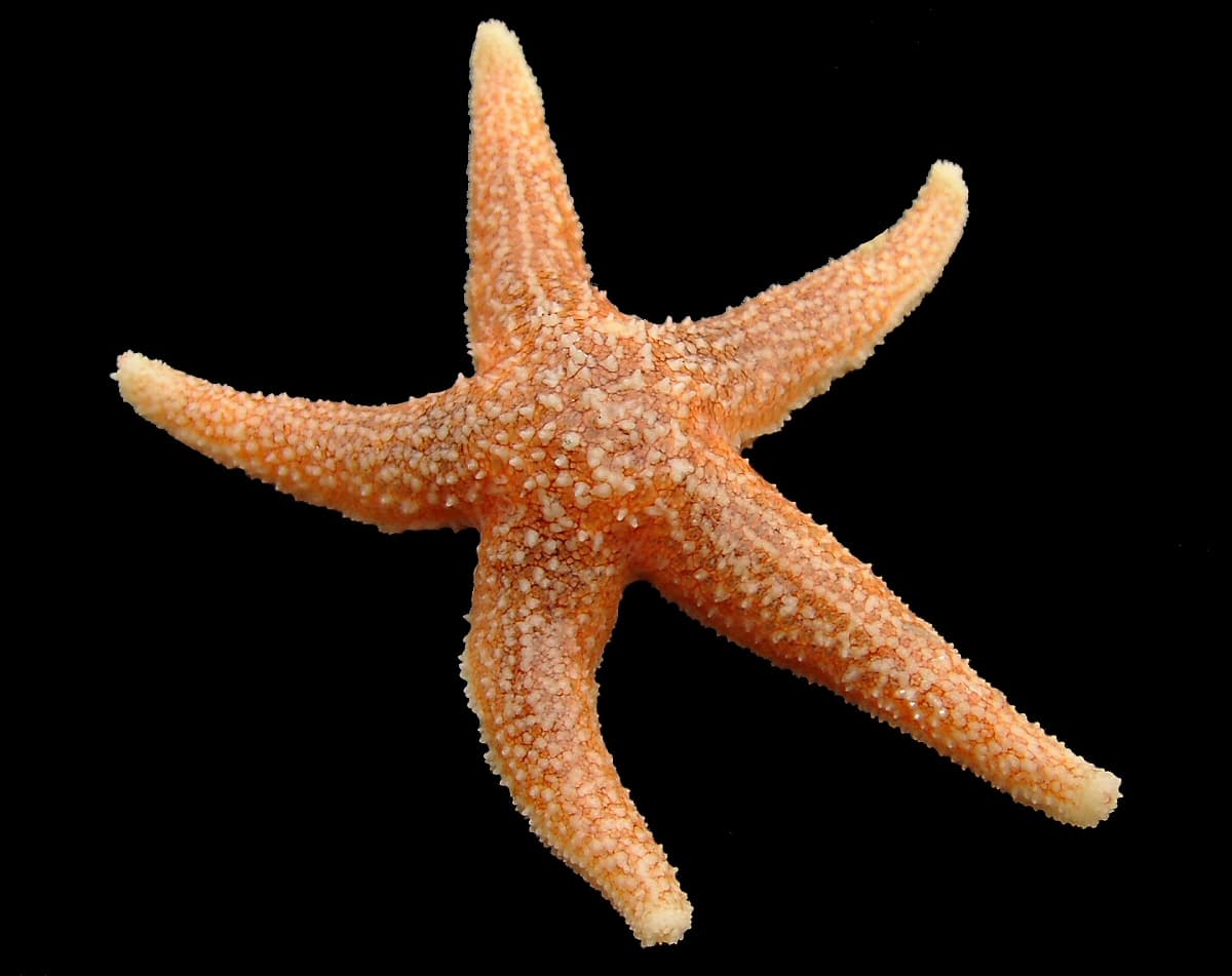 Asterias rubens
