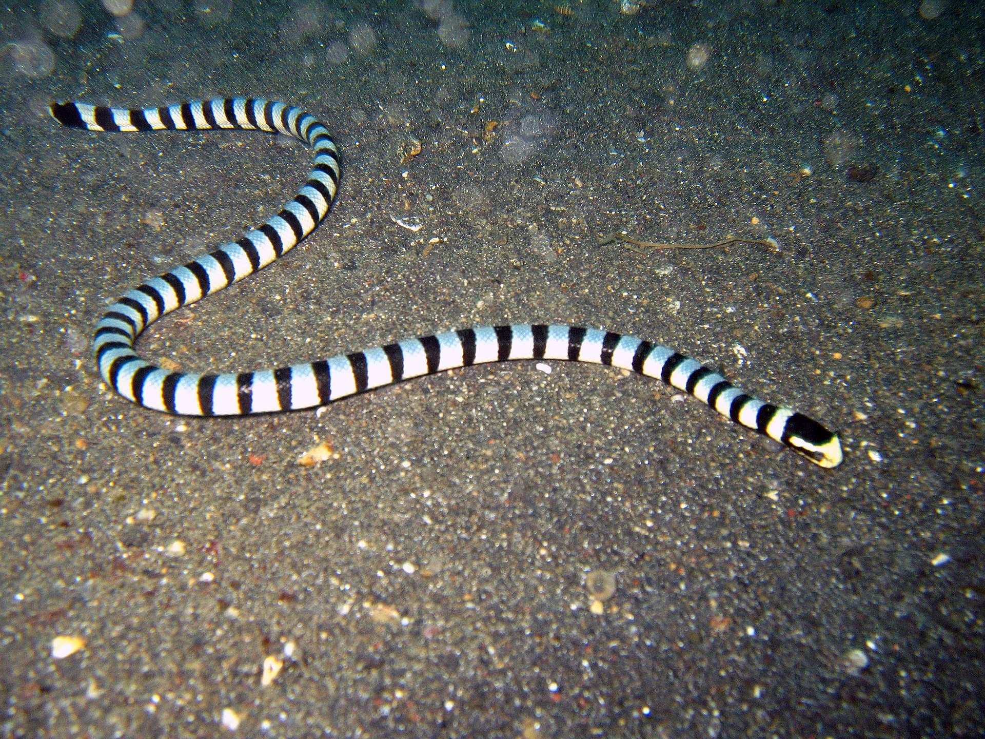 Banded sea krait