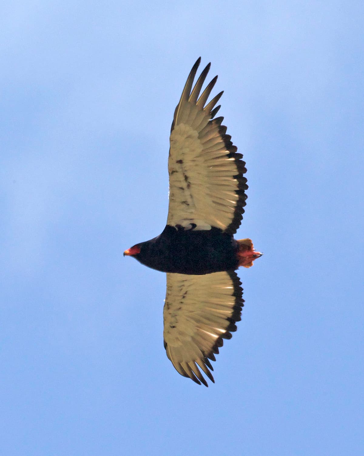 Bateleur