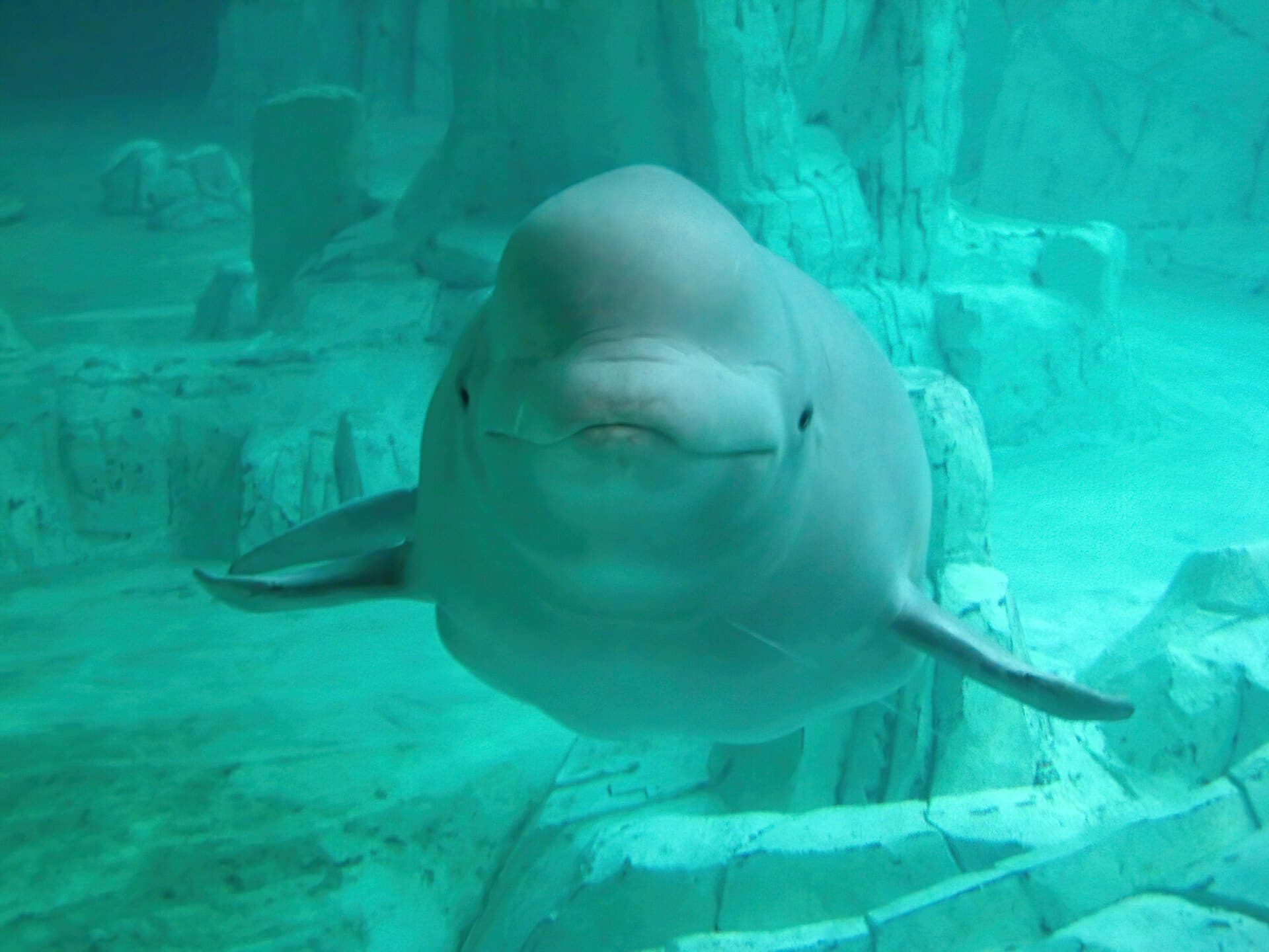 beluga whale