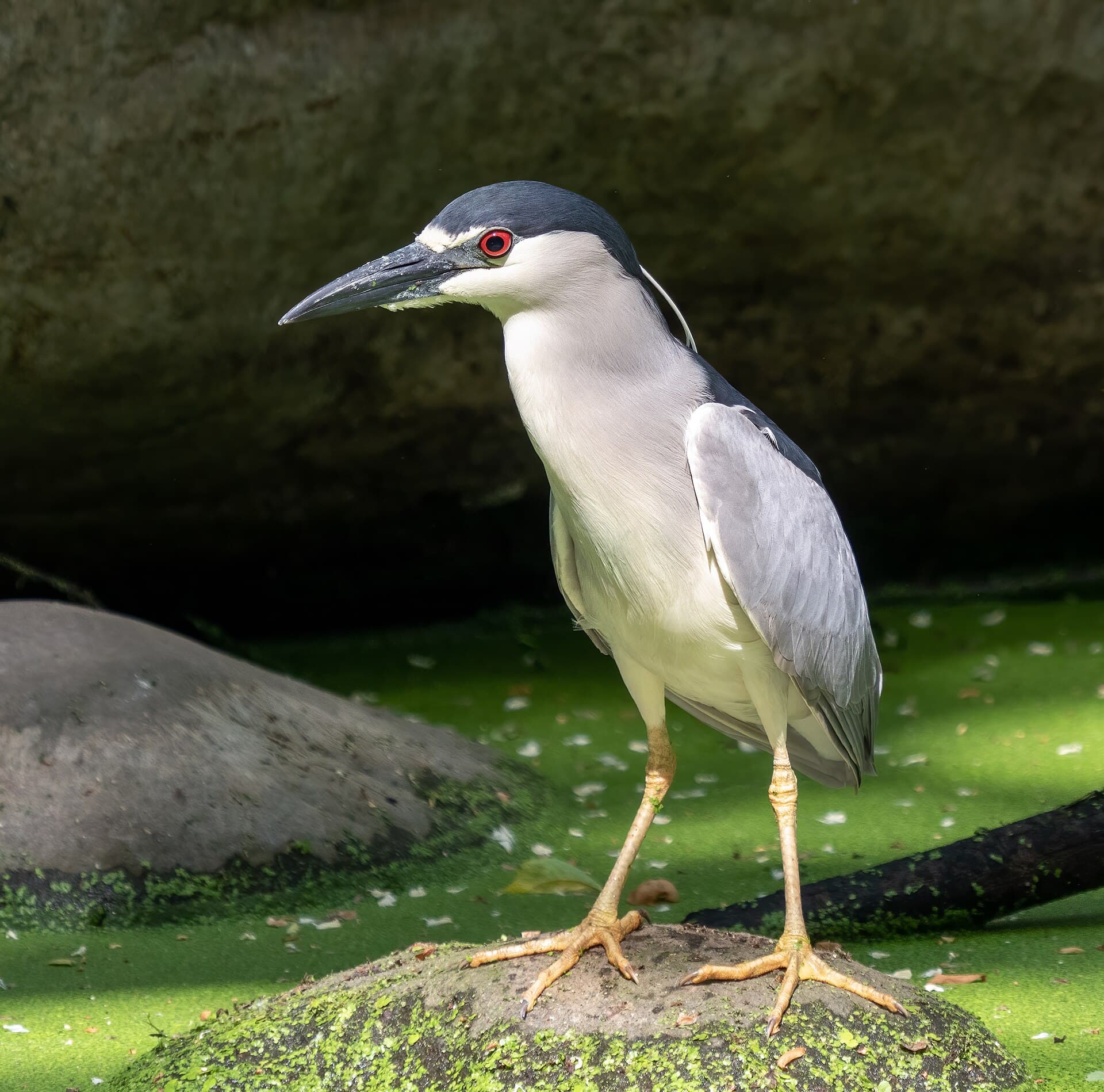 Black-crowned Night Heron