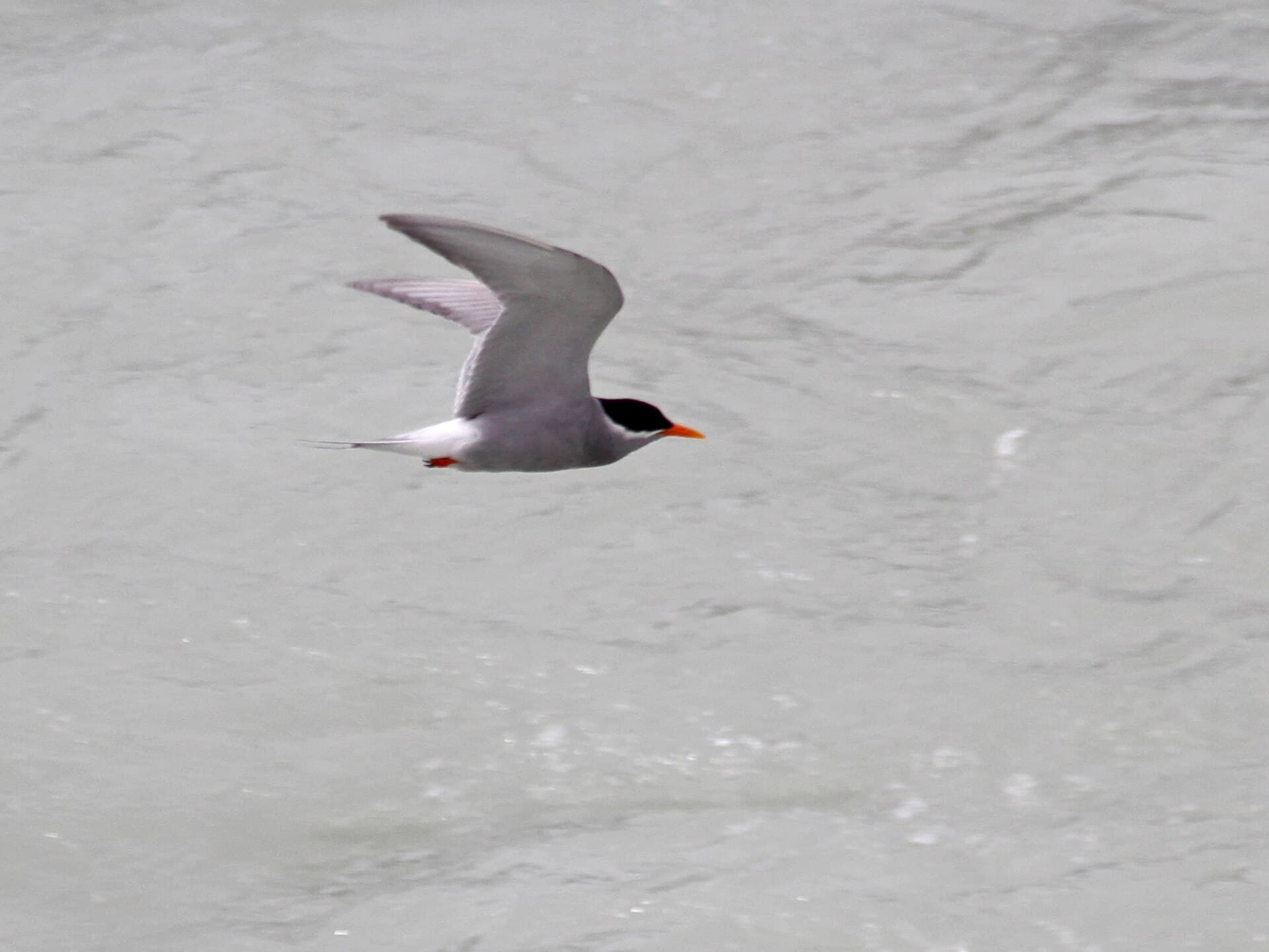 Black-fronted Tern