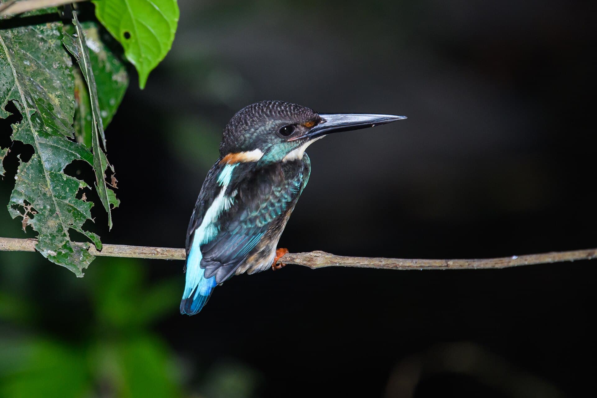 Blue-banded Kingfisher