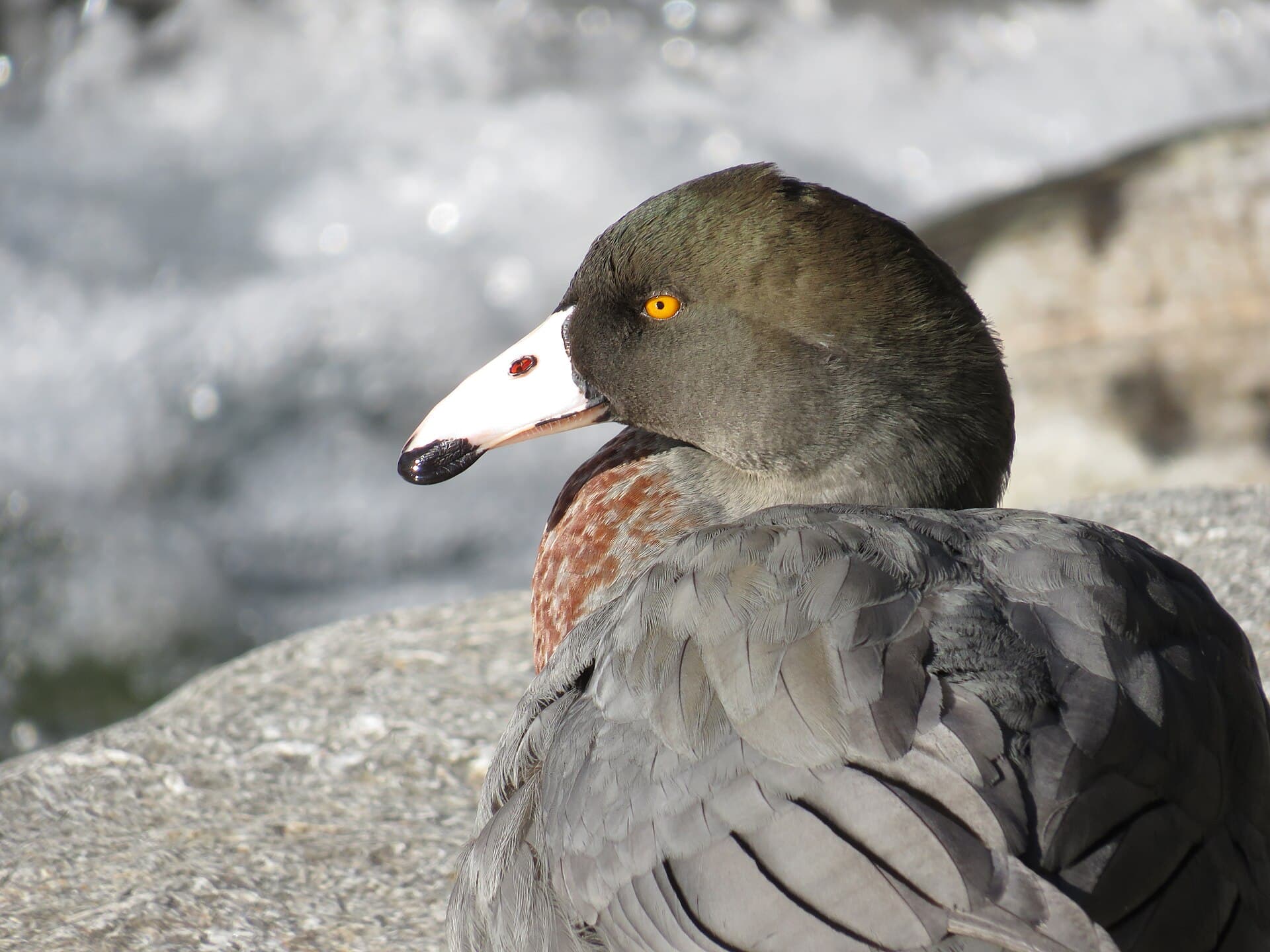 Blue Duck