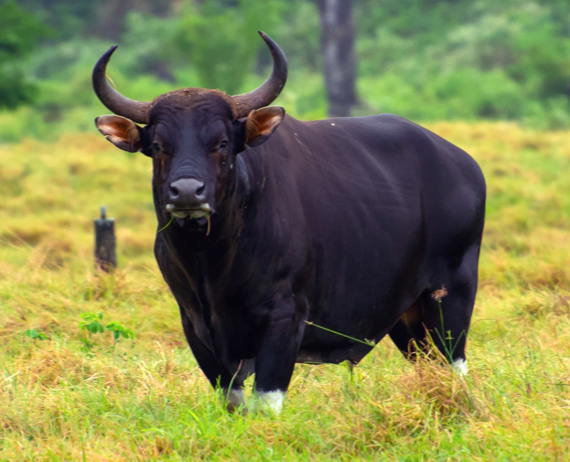 Bos javanicus