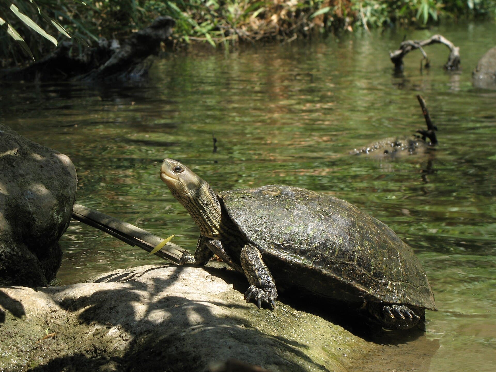 Caspian turtle