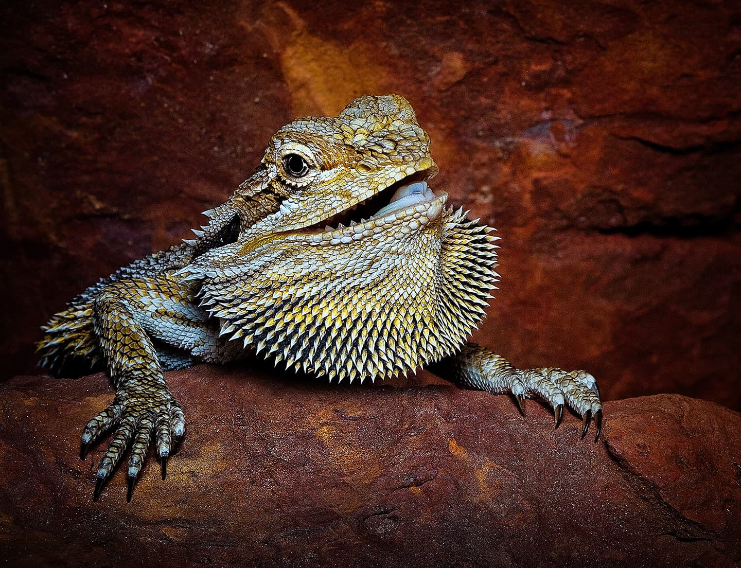 Central bearded dragon