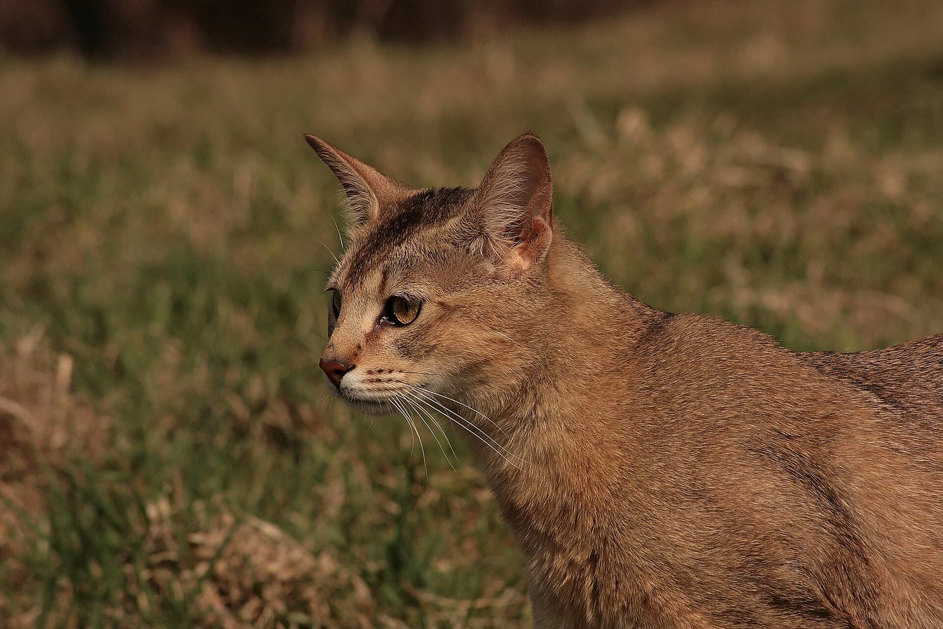 Chausie
