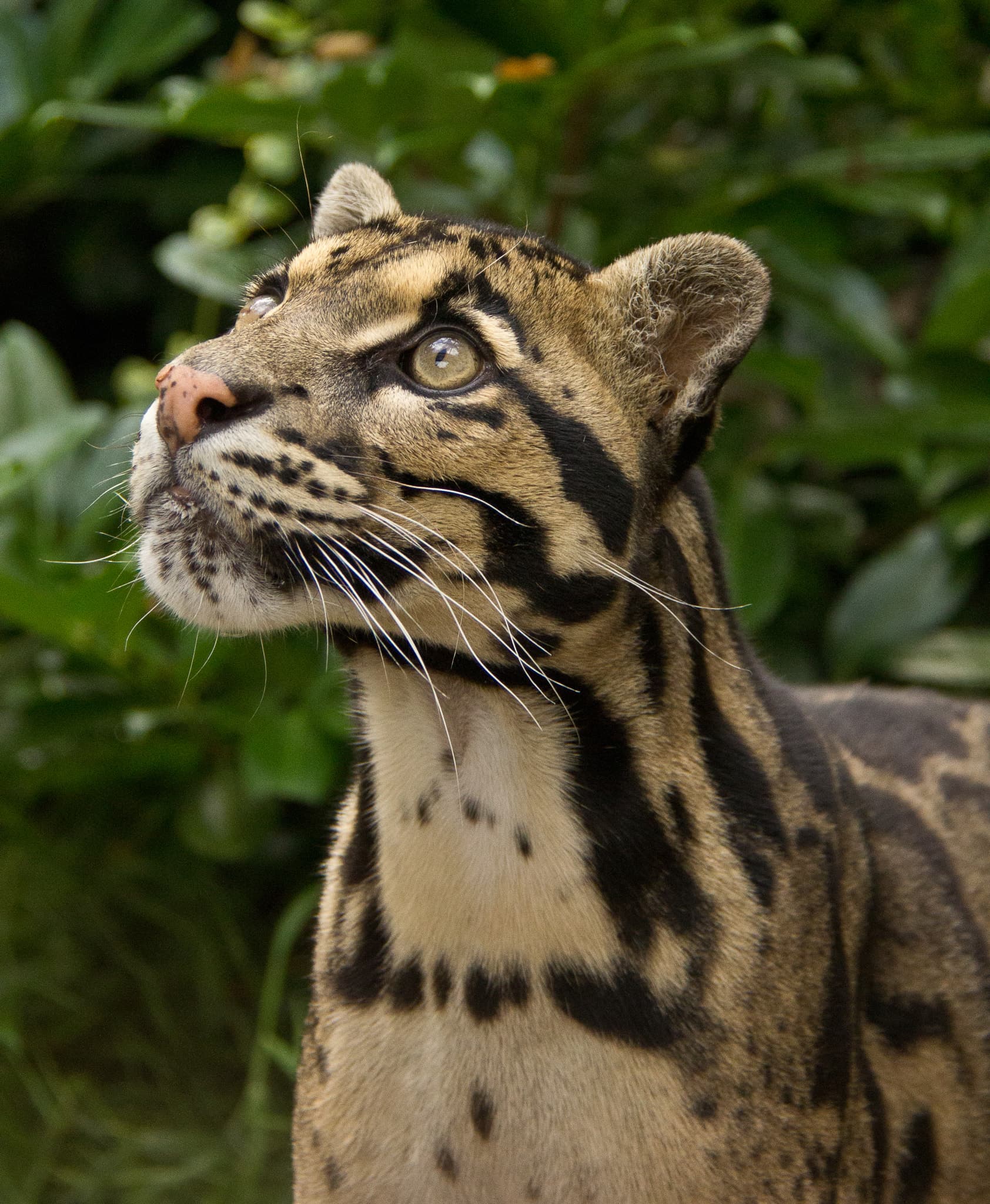 clouded leopard