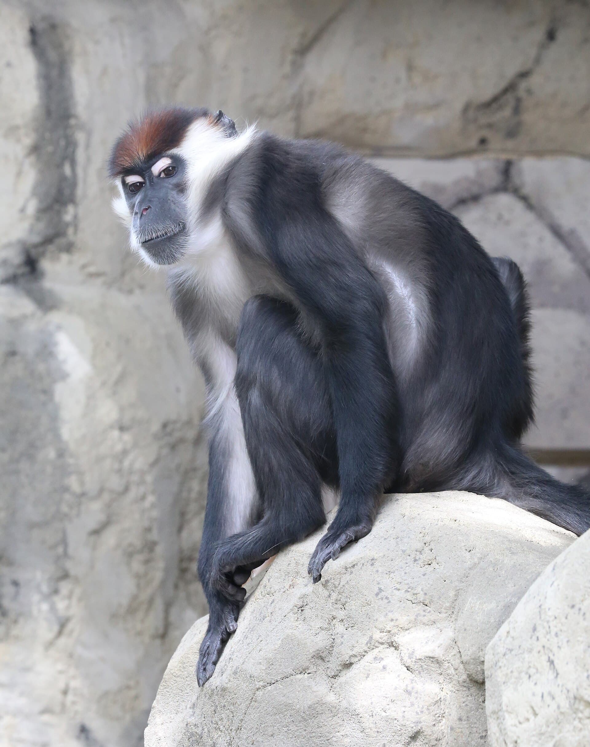collared mangabey