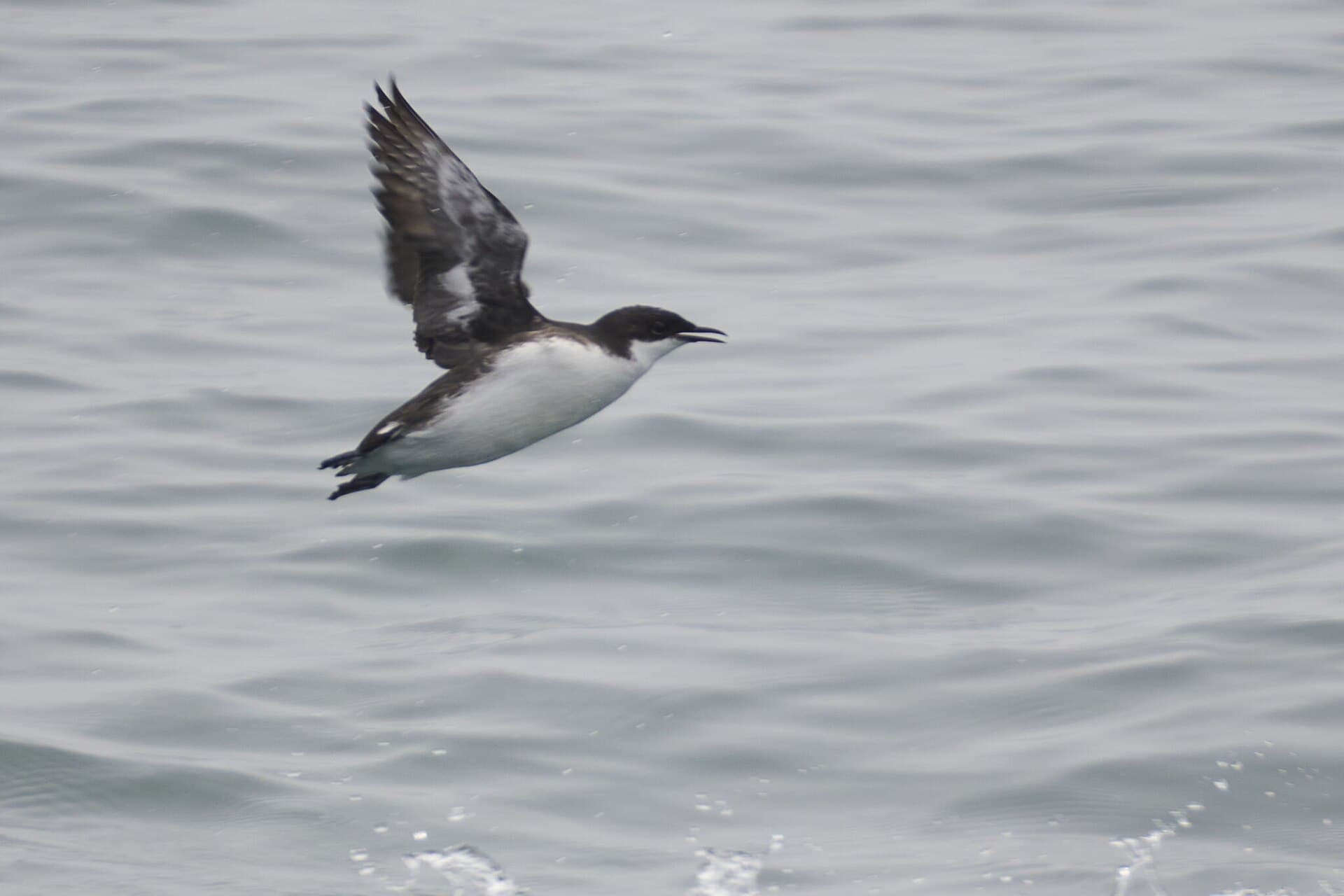 Craveri's Murrelet