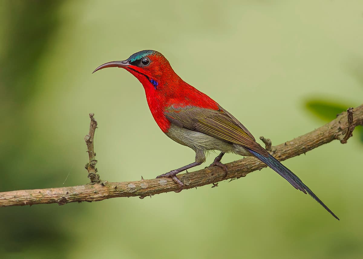 Crimson sunbird