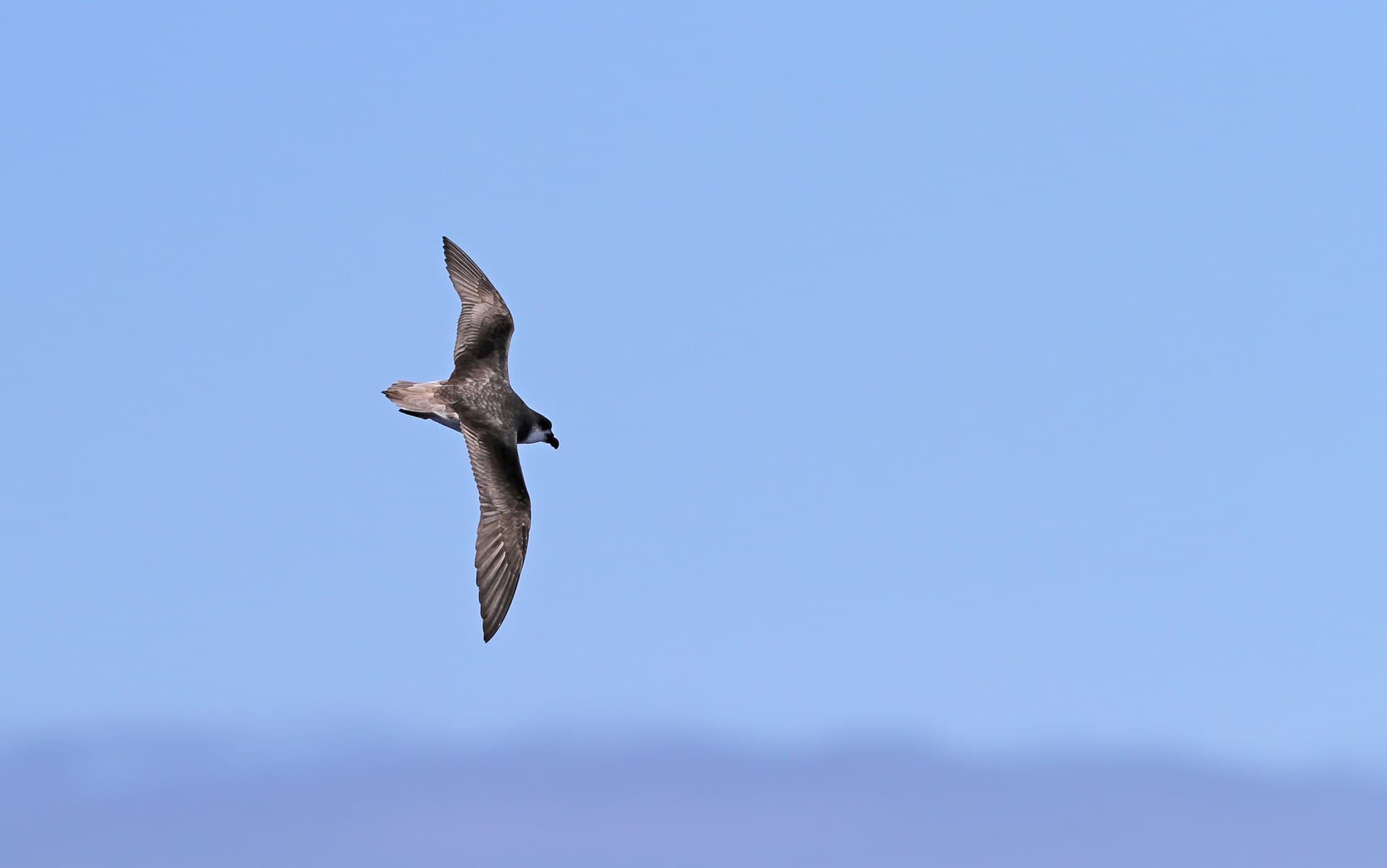 Desertas Petrel