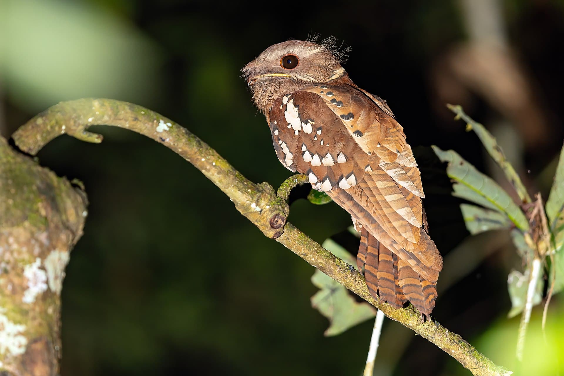 Dulit Frogmouth
