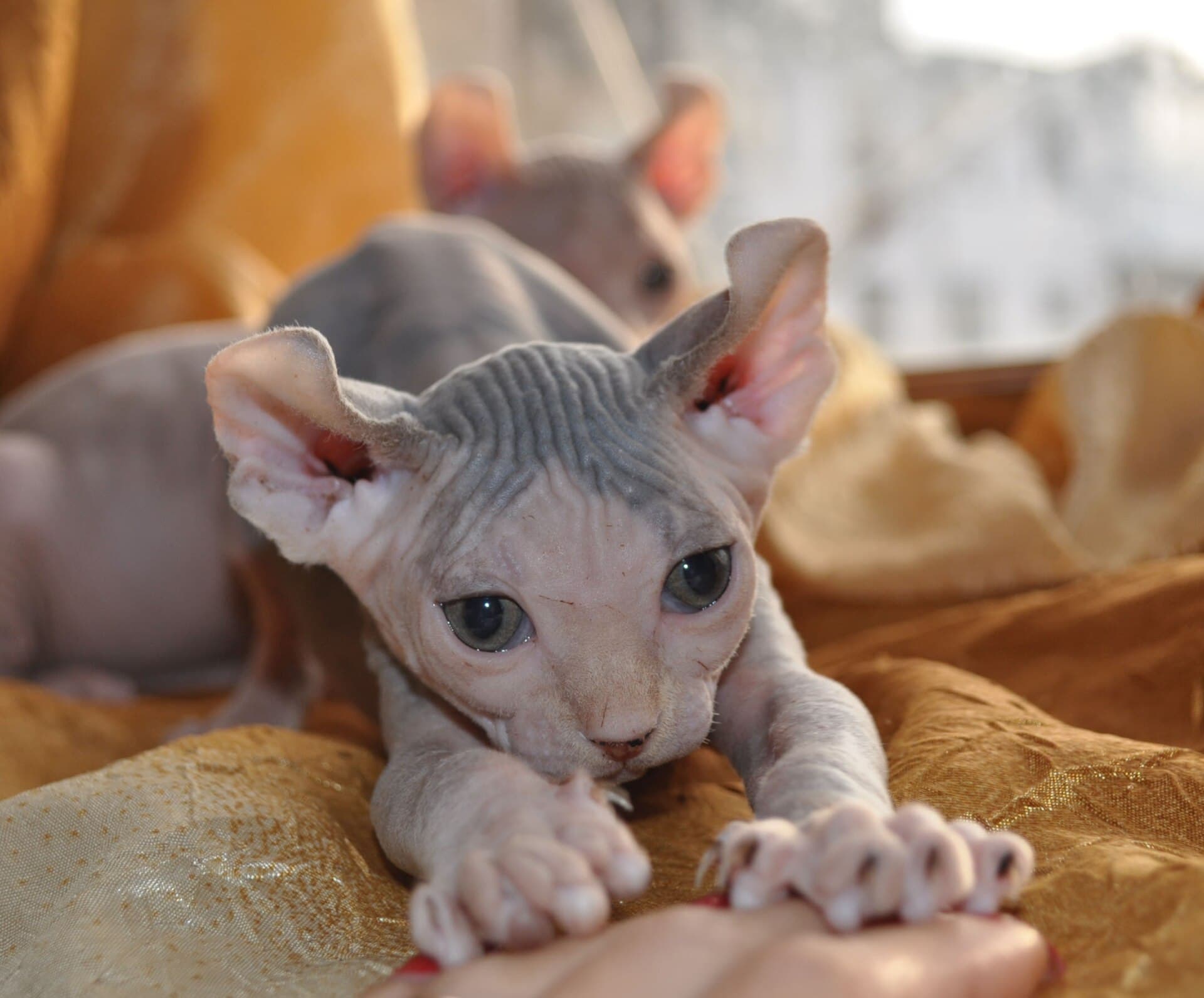 Elf cat