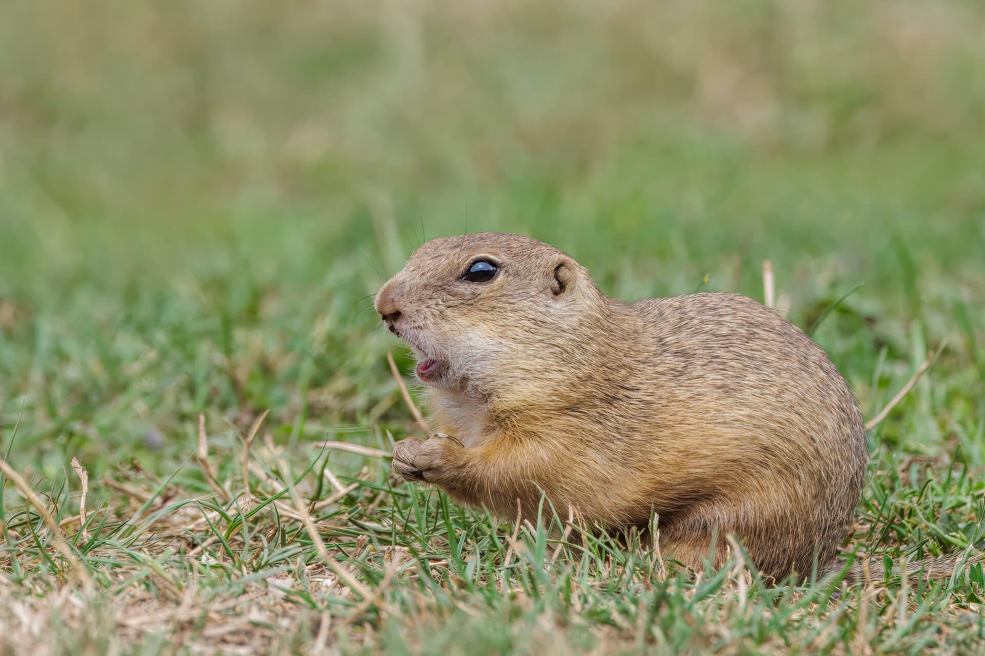 European ground squirrel