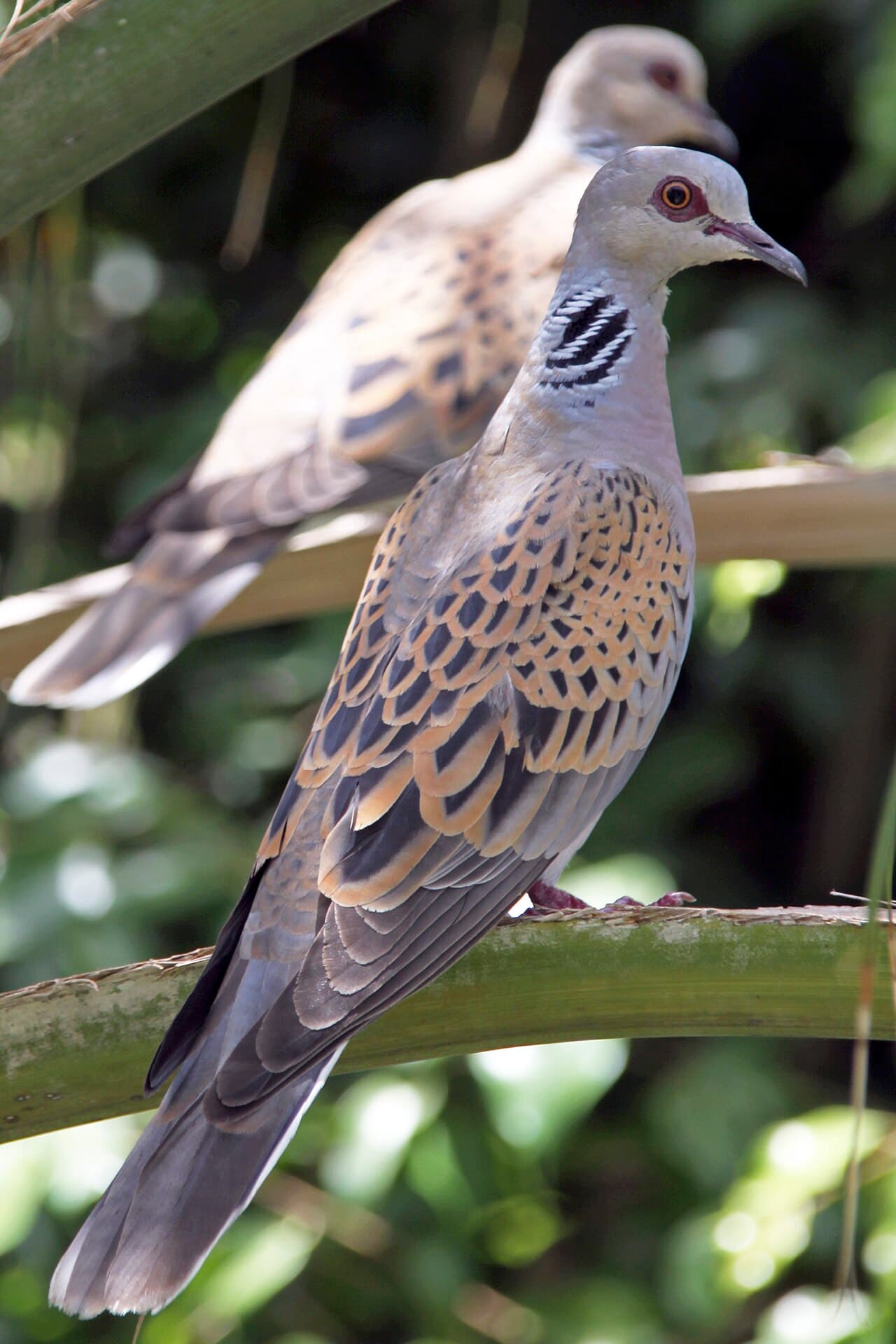 European turtle dove