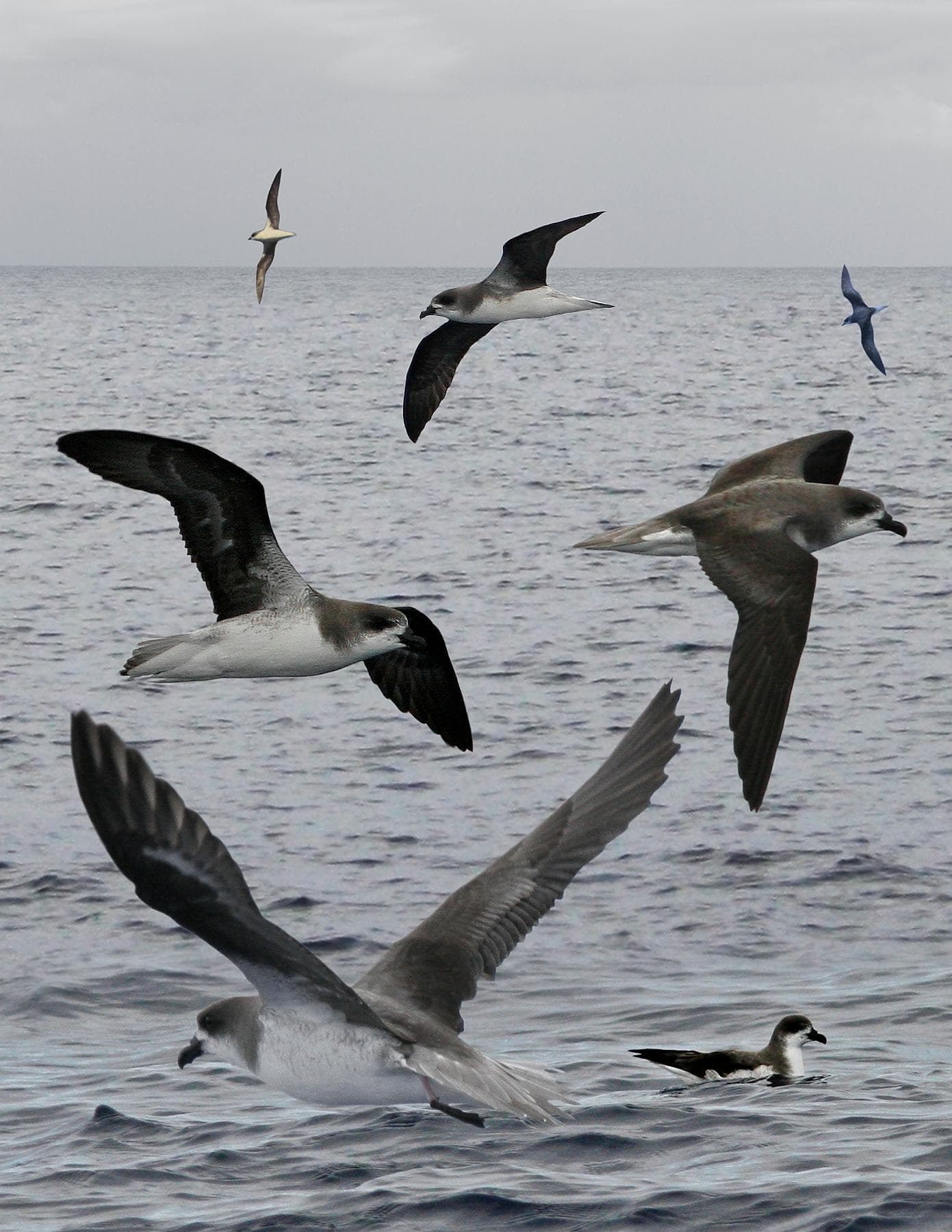 Fea's Petrel