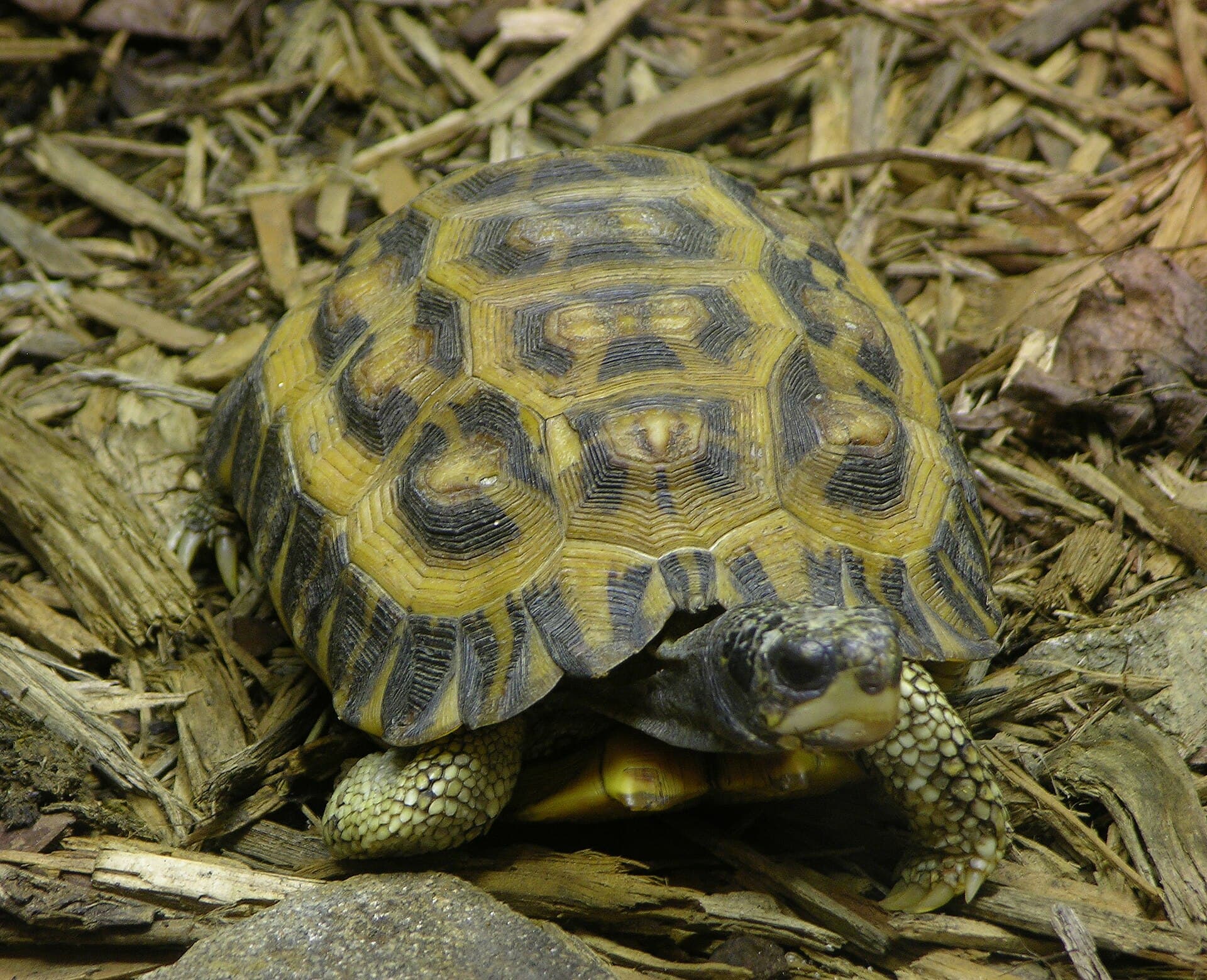 Flat-backed spider tortoise