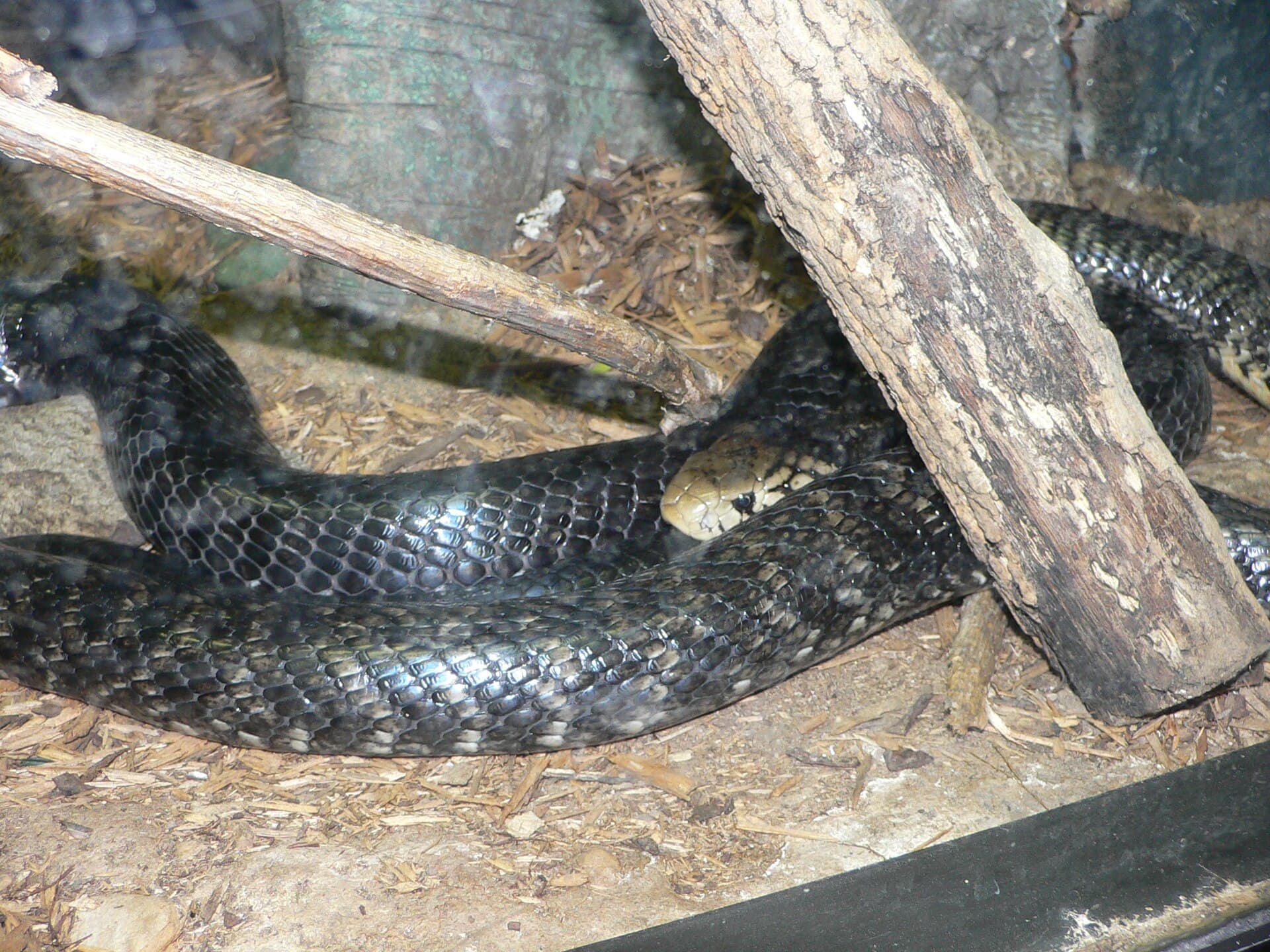 Forest cobra