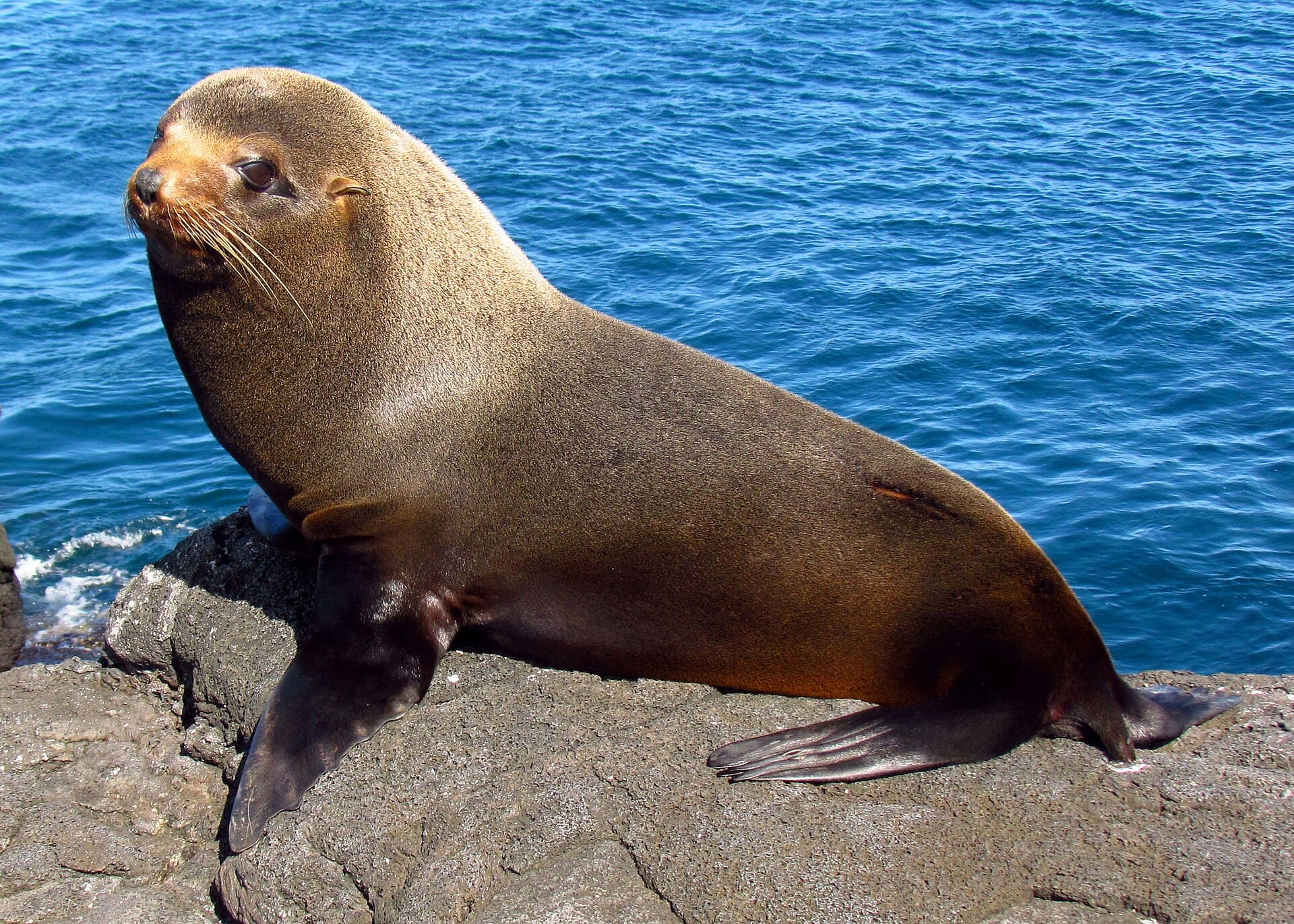 Galápagos fur seal