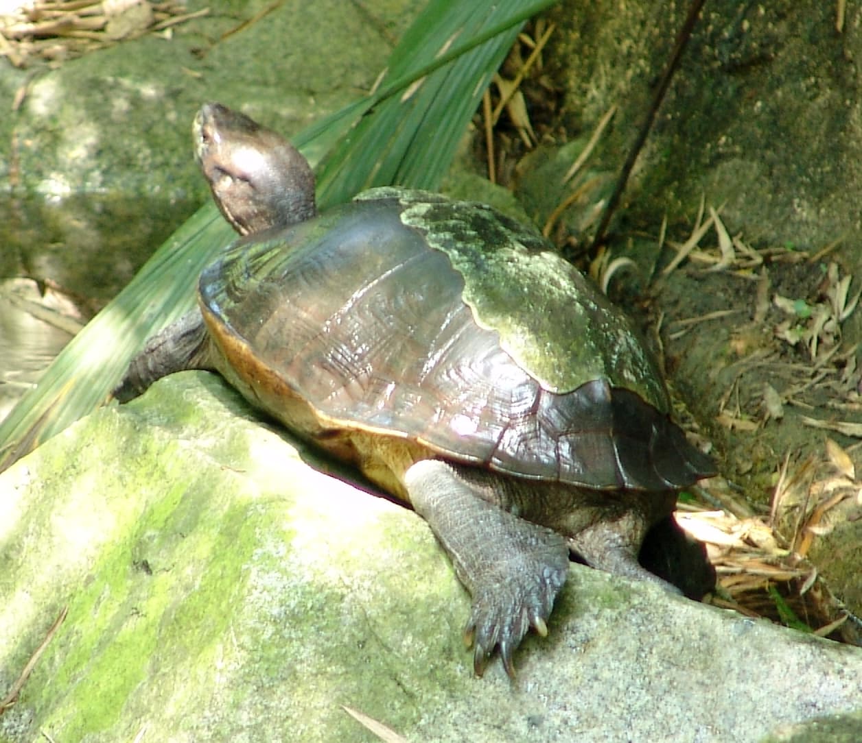 Giant Asian pond turtle