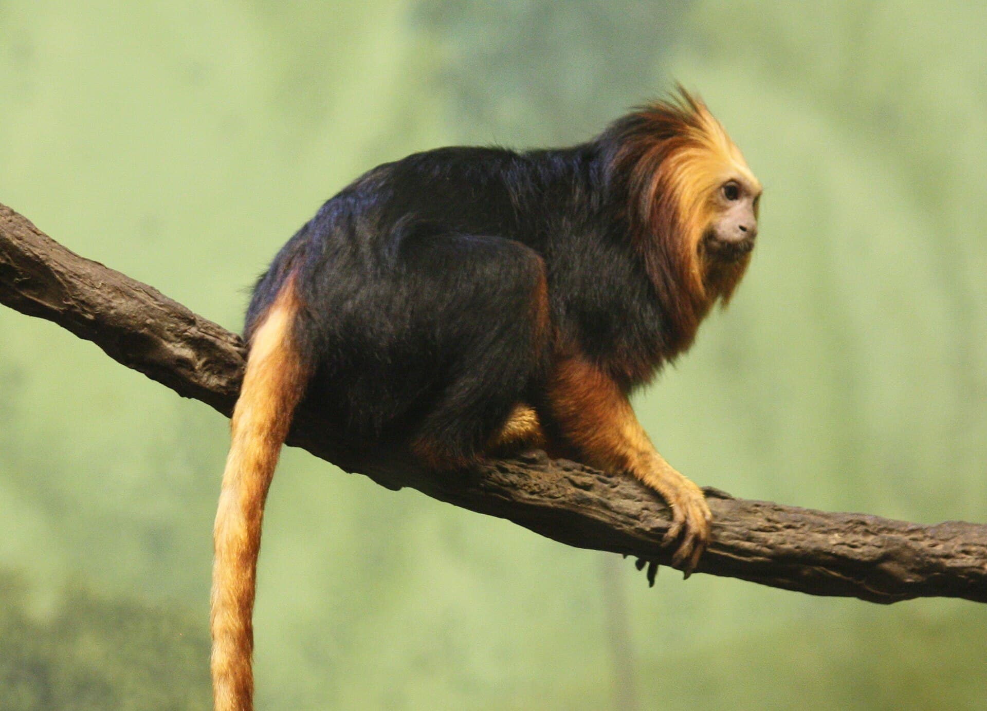 golden-headed lion tamarin
