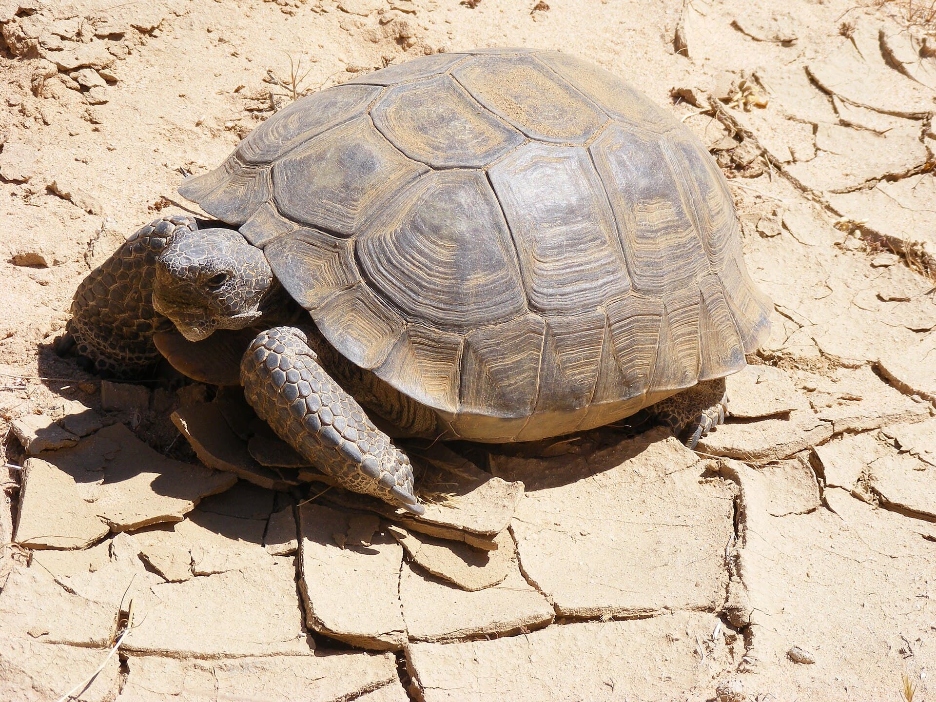 Gopherus agassizii