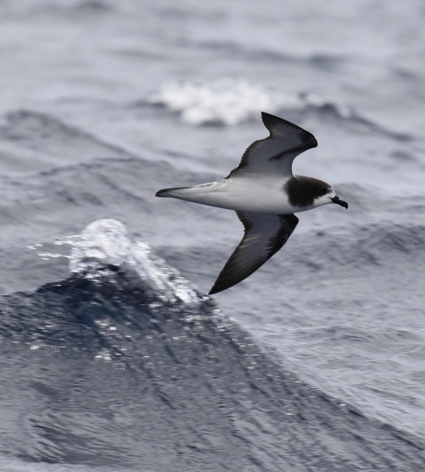 Gould's Petrel